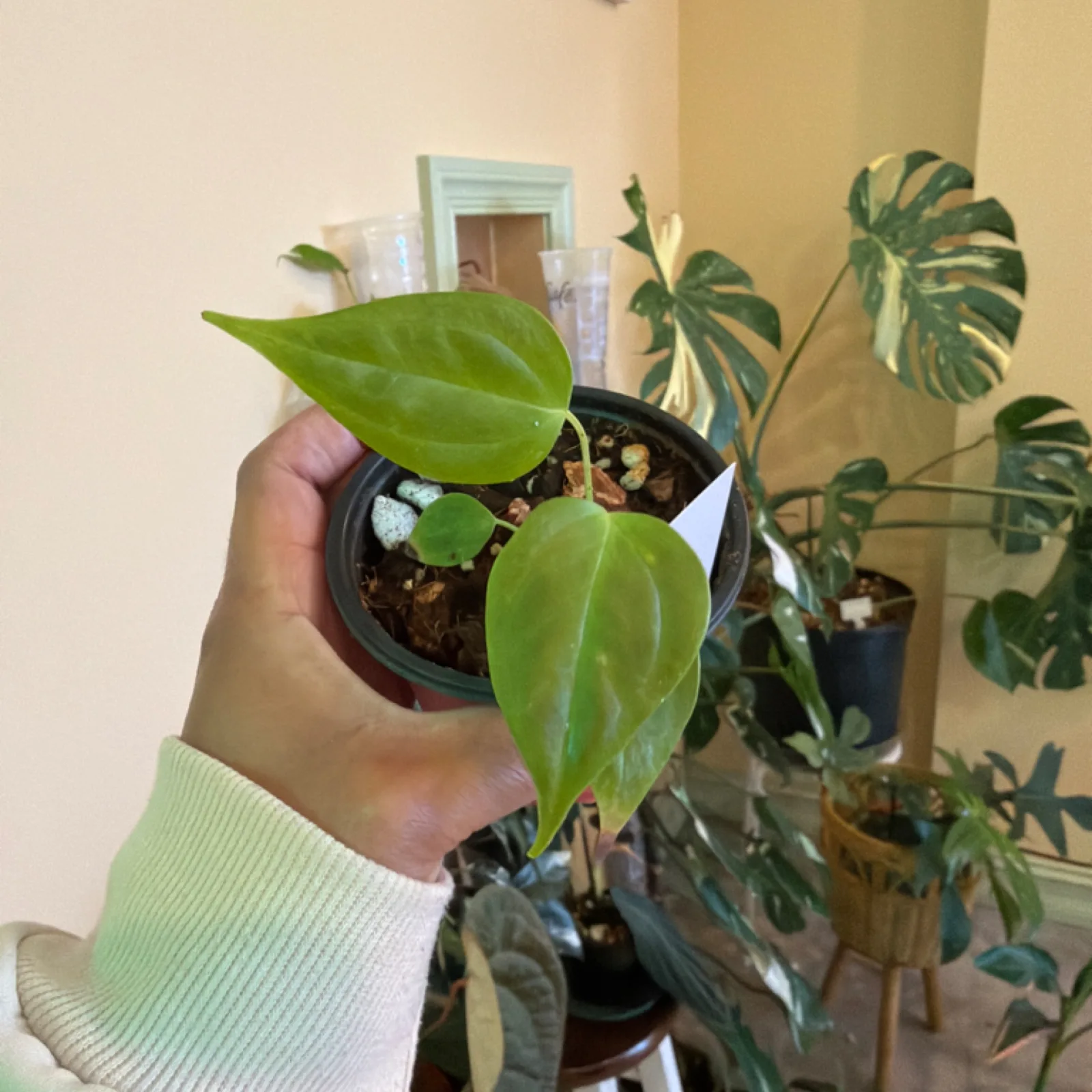 Anthurium veitchii with elongated green leaves held in black pot indoors.