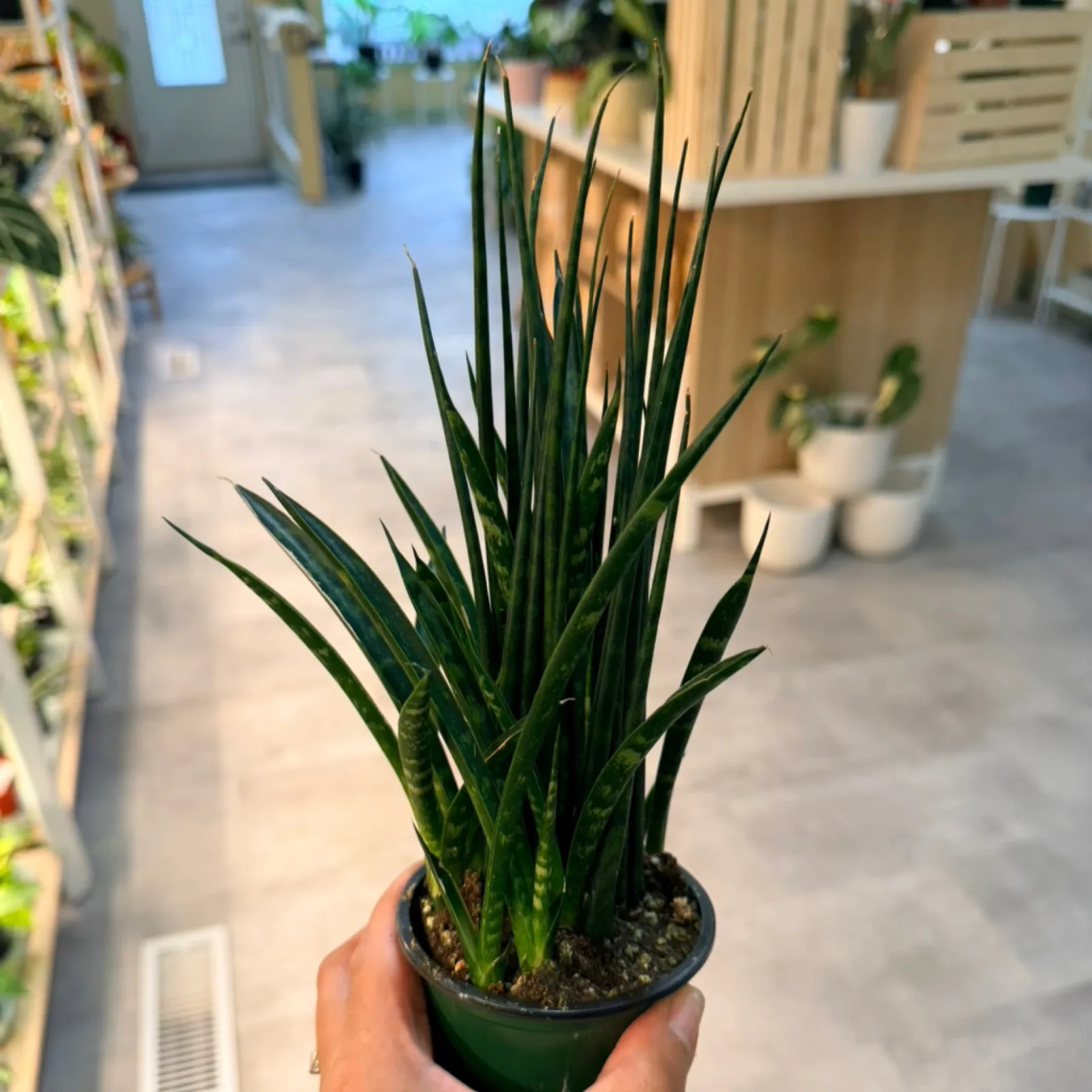 Sansevieria mikado with upright green leaves in small green ceramic pot