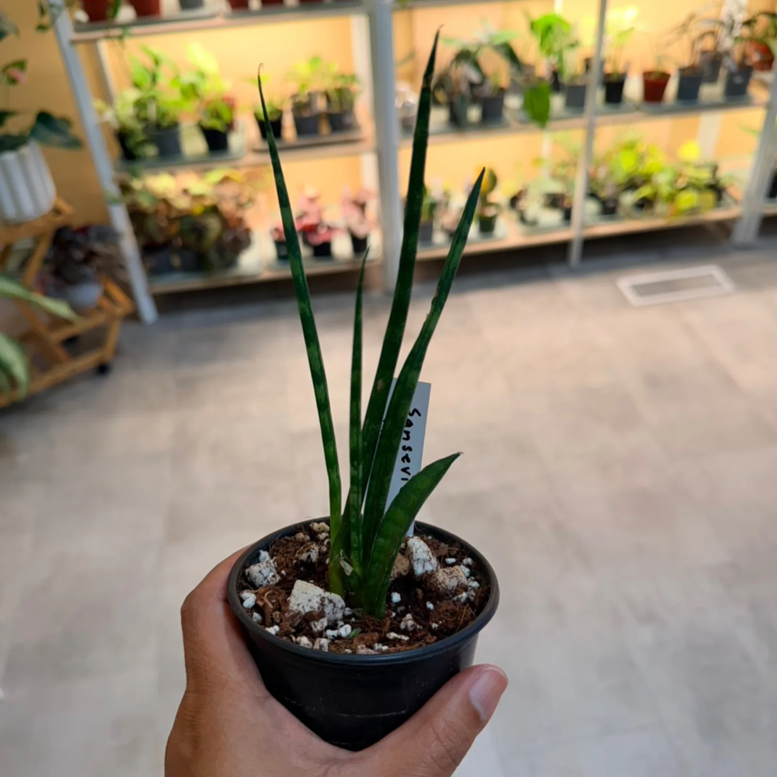 Sansevieria mikado with upright green leaves in small black heart-shaped pot.