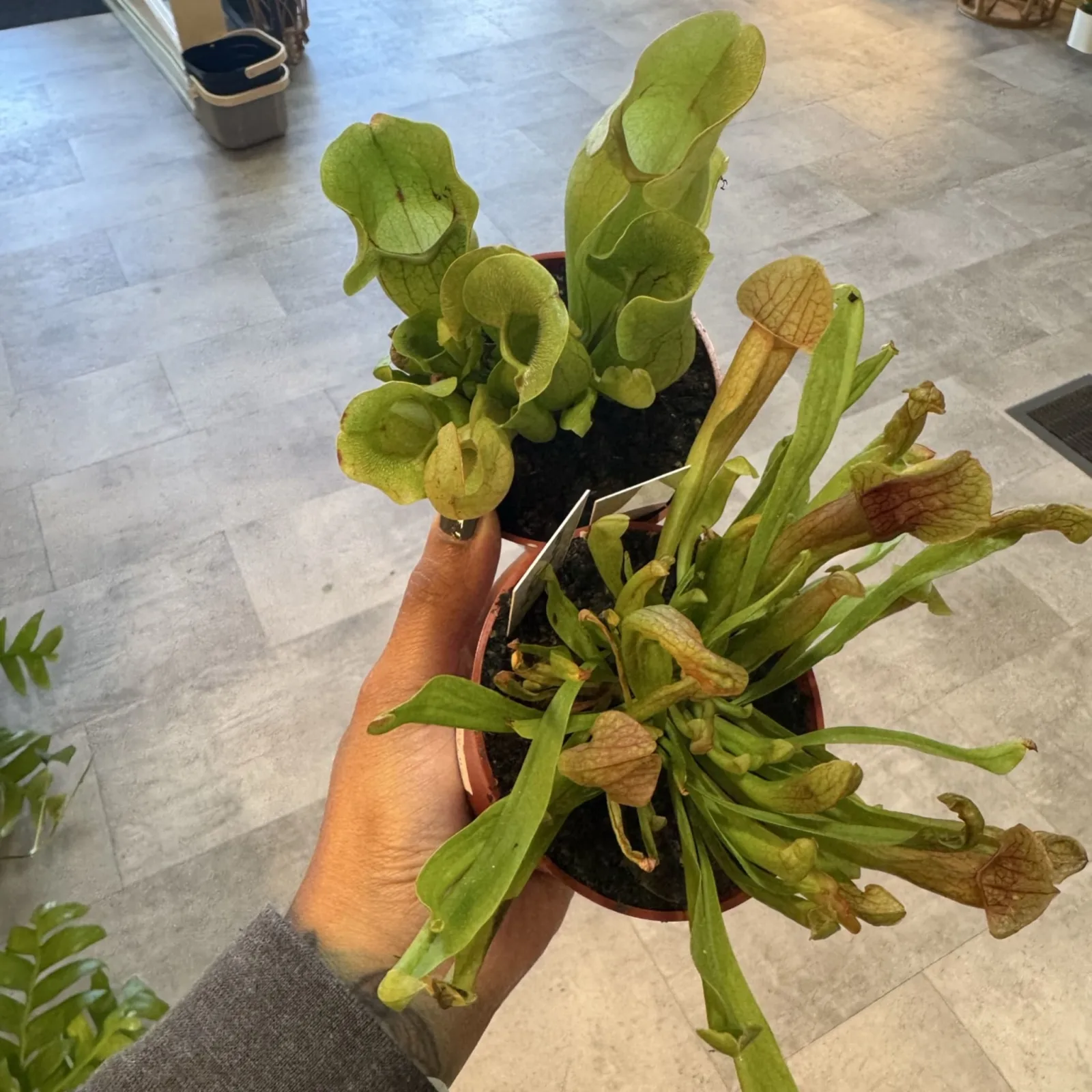 Sarracenia Purpurea Venosa pitcher plant with green and brown tubular leaves in black pot.