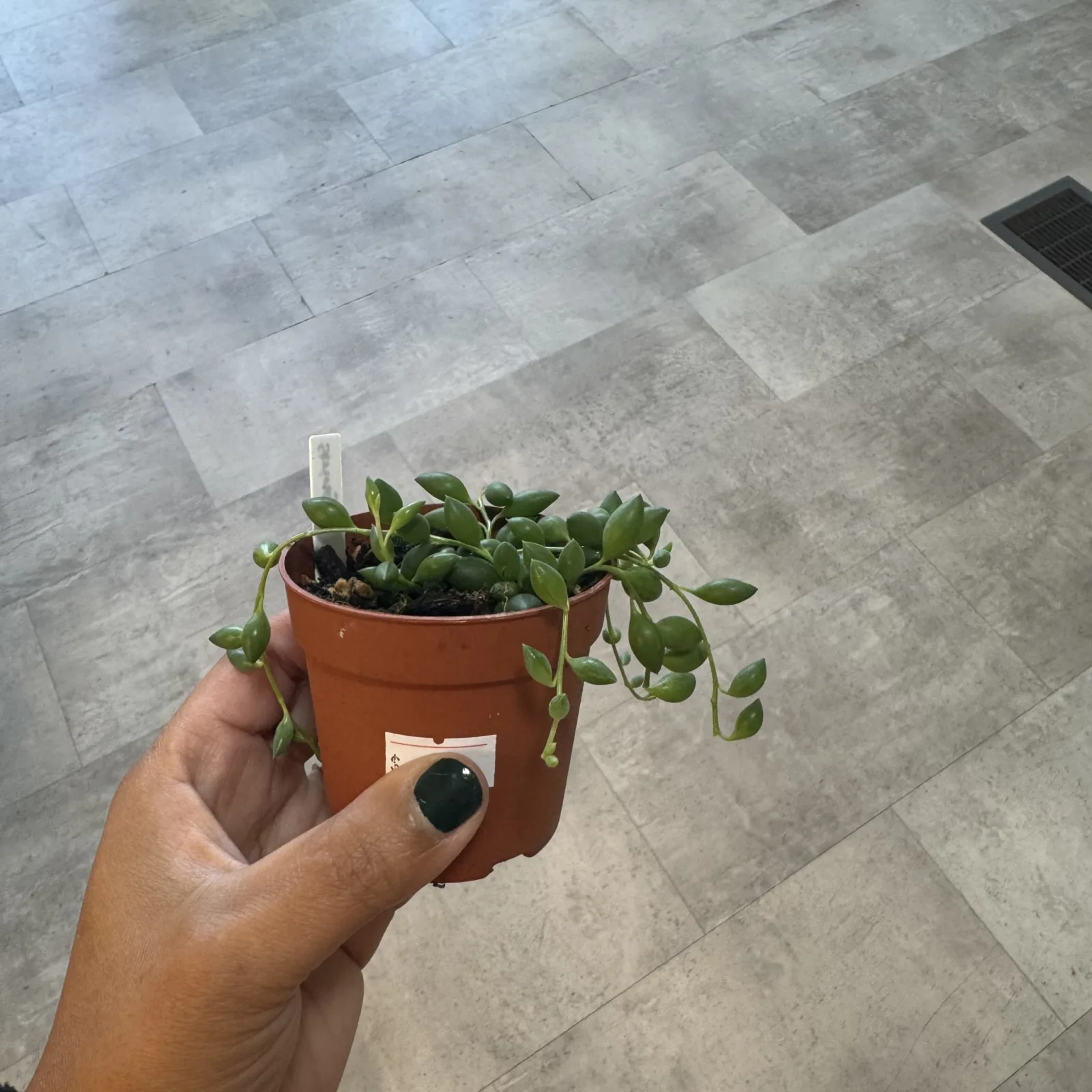 String of Beads succulent in terracotta pot with drainage hole, held in hand.