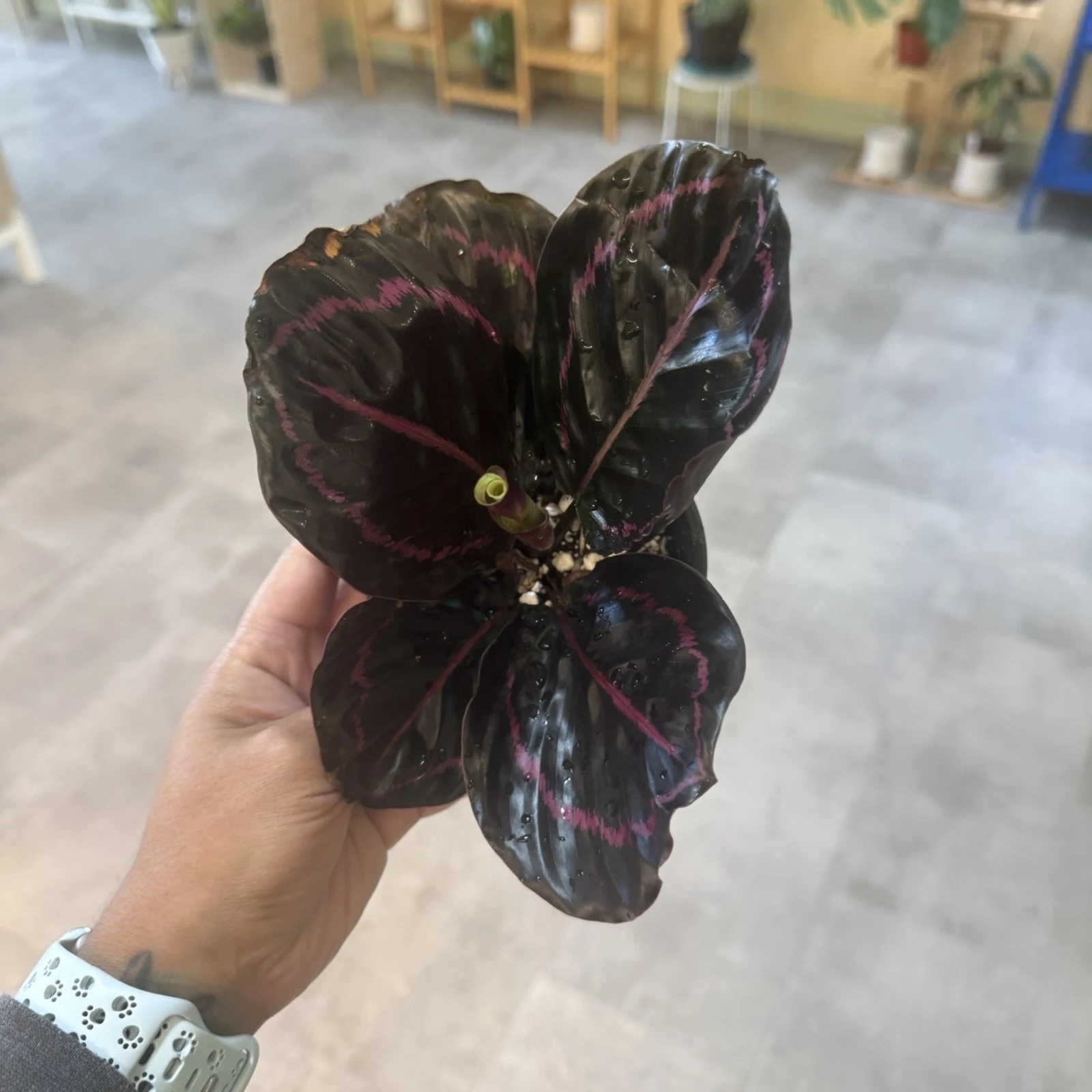 Calathea Dottie with deep burgundy leaves held in hand, showing pink veining pattern.