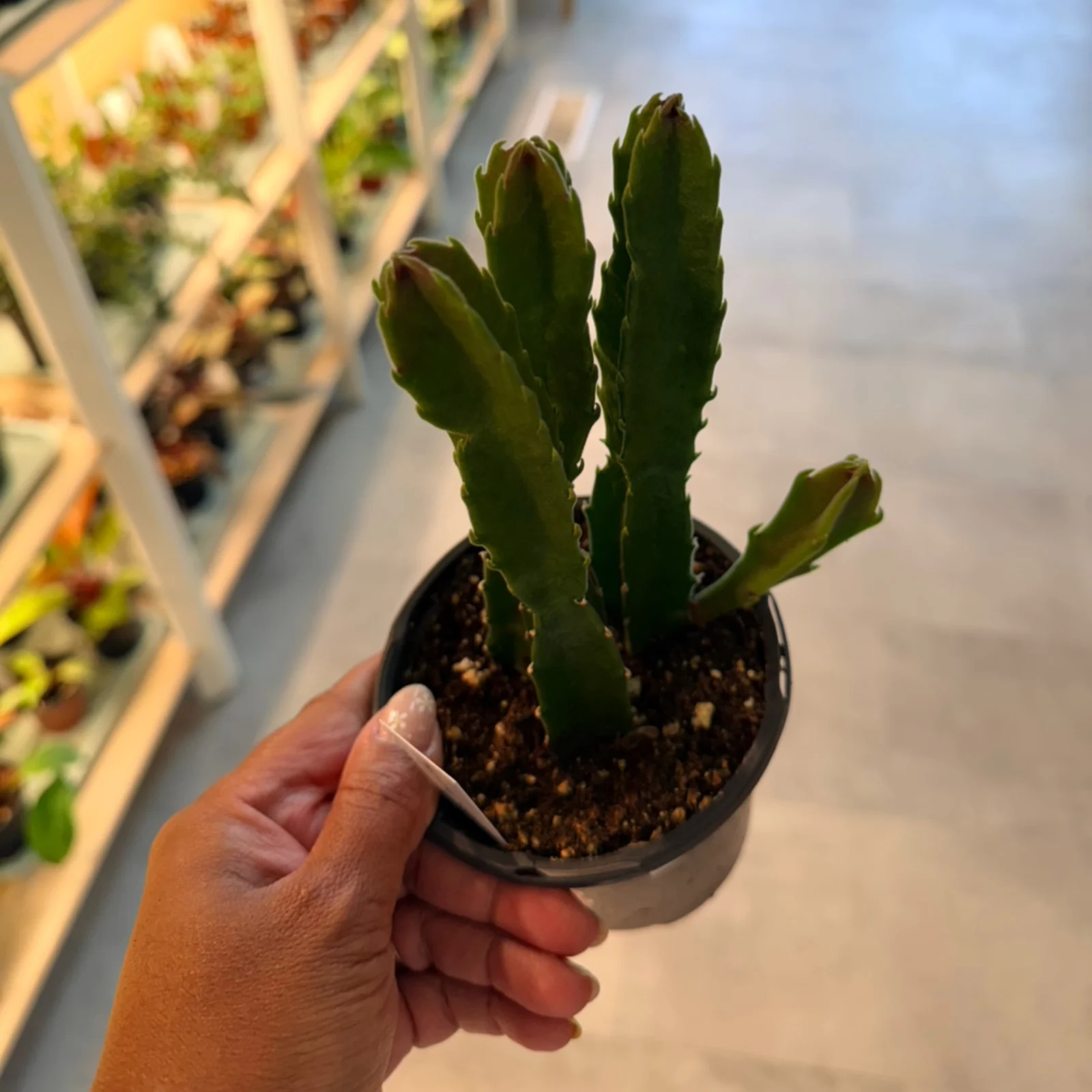 Stapelia Gigantea succulent cactus with green upright stems in small black pot held in hand.