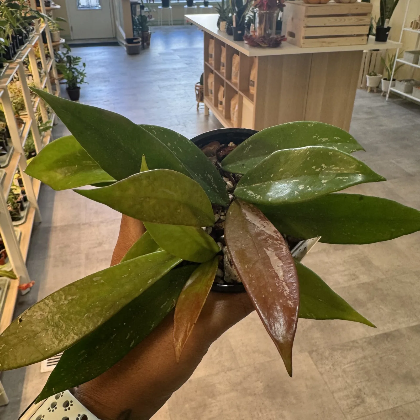 Hoya Pubicalyx Splash — image 2