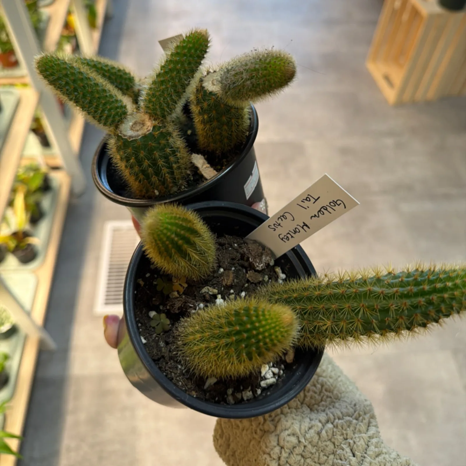 Golden Monkey Tail Cactus in black pot with care label, overhead view.
