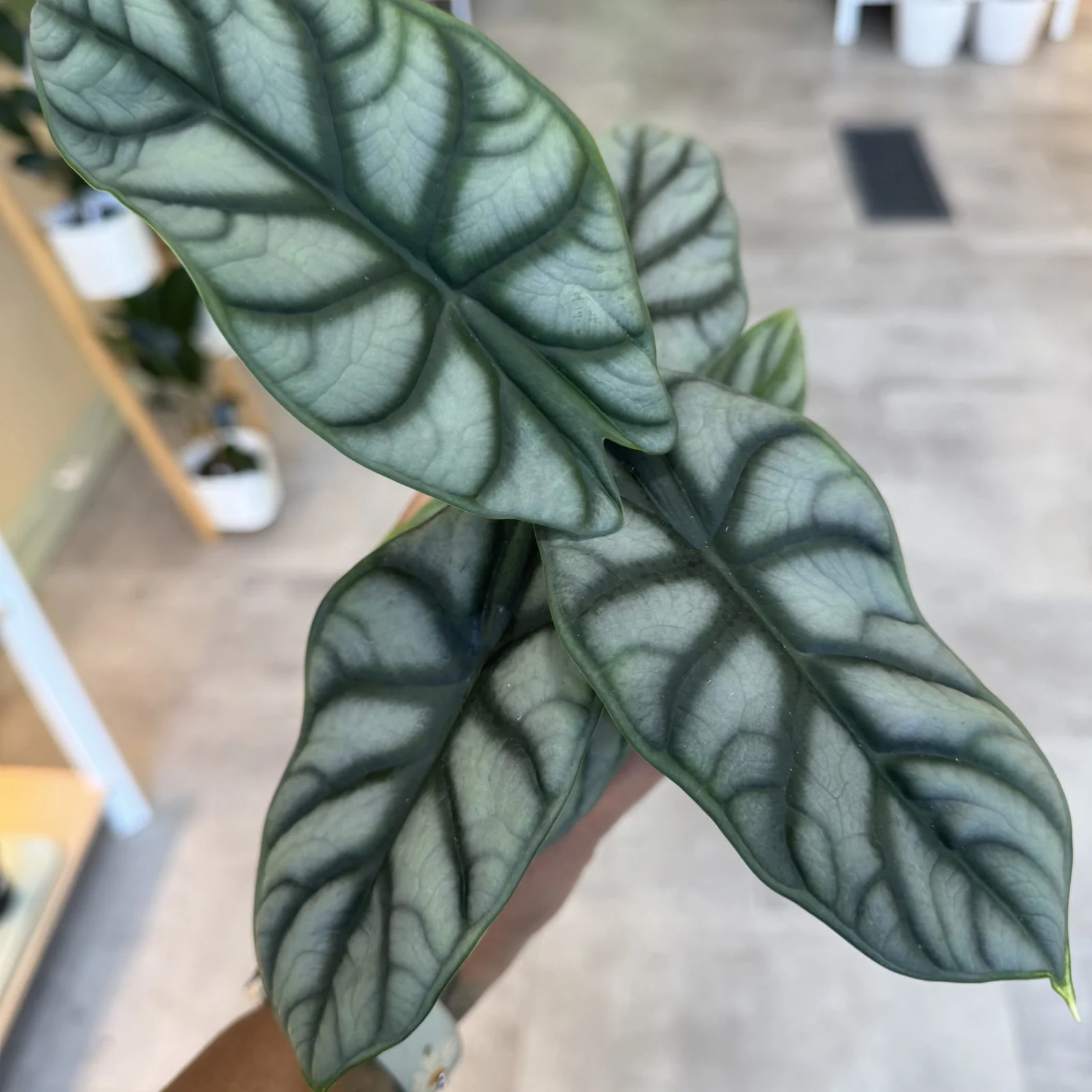Alocasia Silver Dragon houseplant with striking silvery-green leaves and dark veins in pot.