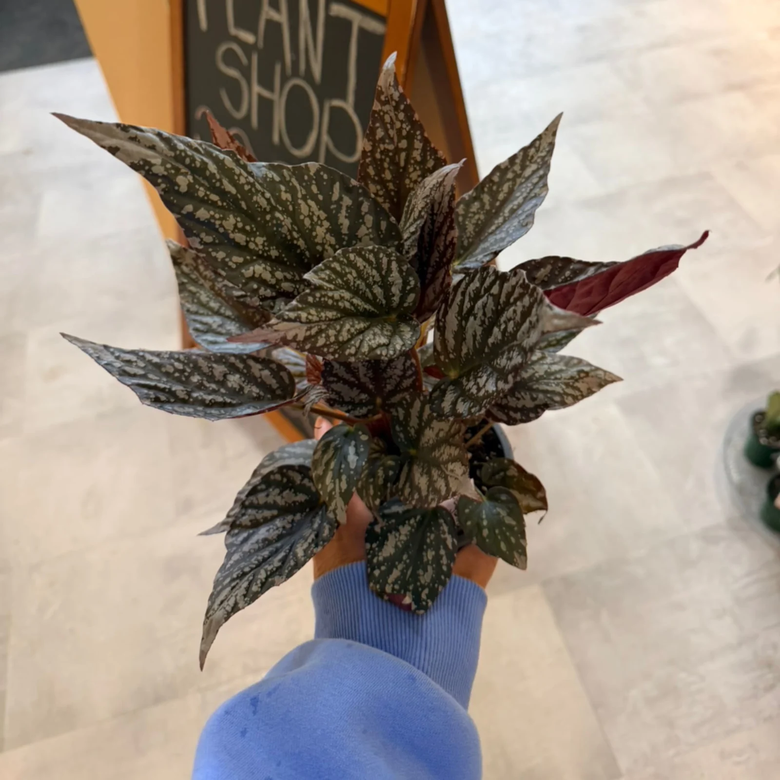 Rex Begonia with silvery-gray patterned leaves in blue ceramic pot
