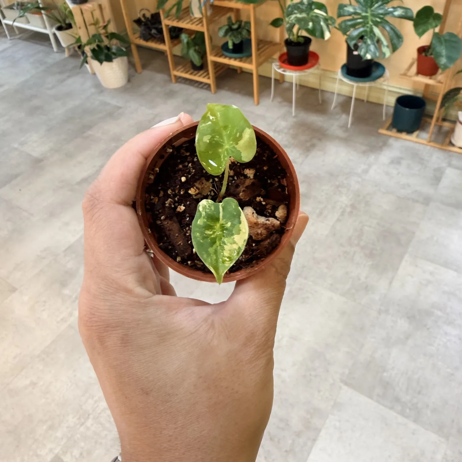 Alocasia Dragon Scale Albo Baby small potted plant with variegated green leaves held in hand