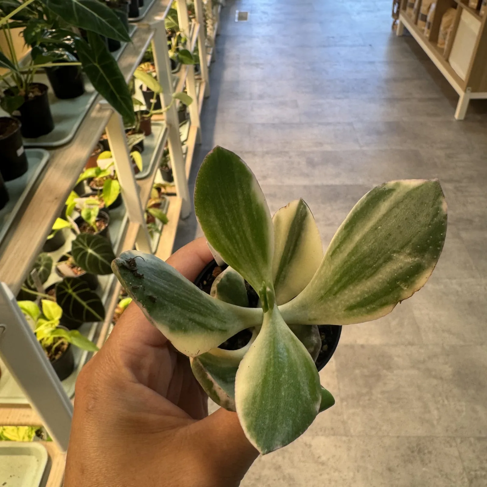Jade plant — image 2