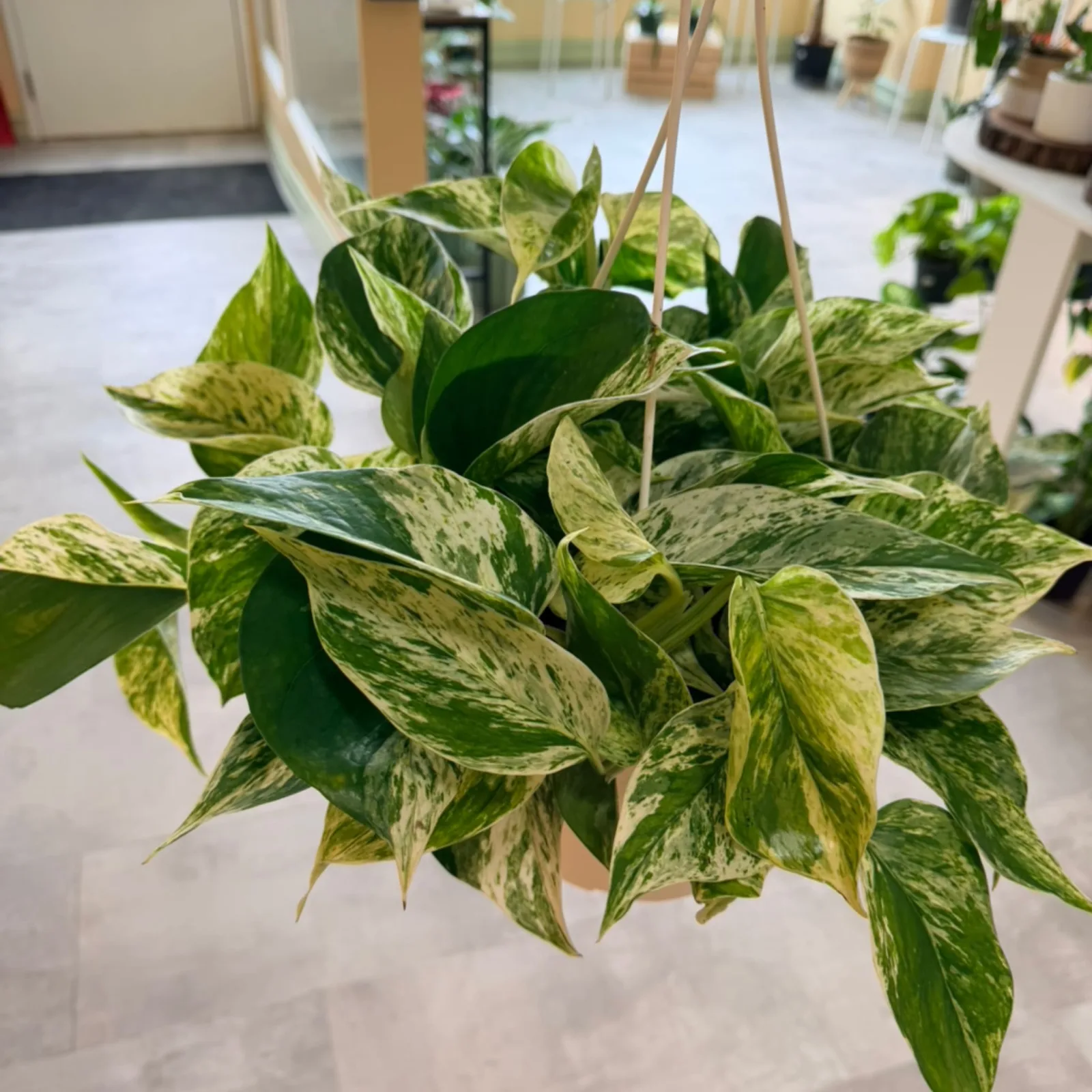 HB Marble Queen Pothos with variegated green and white leaves in hanging basket indoors