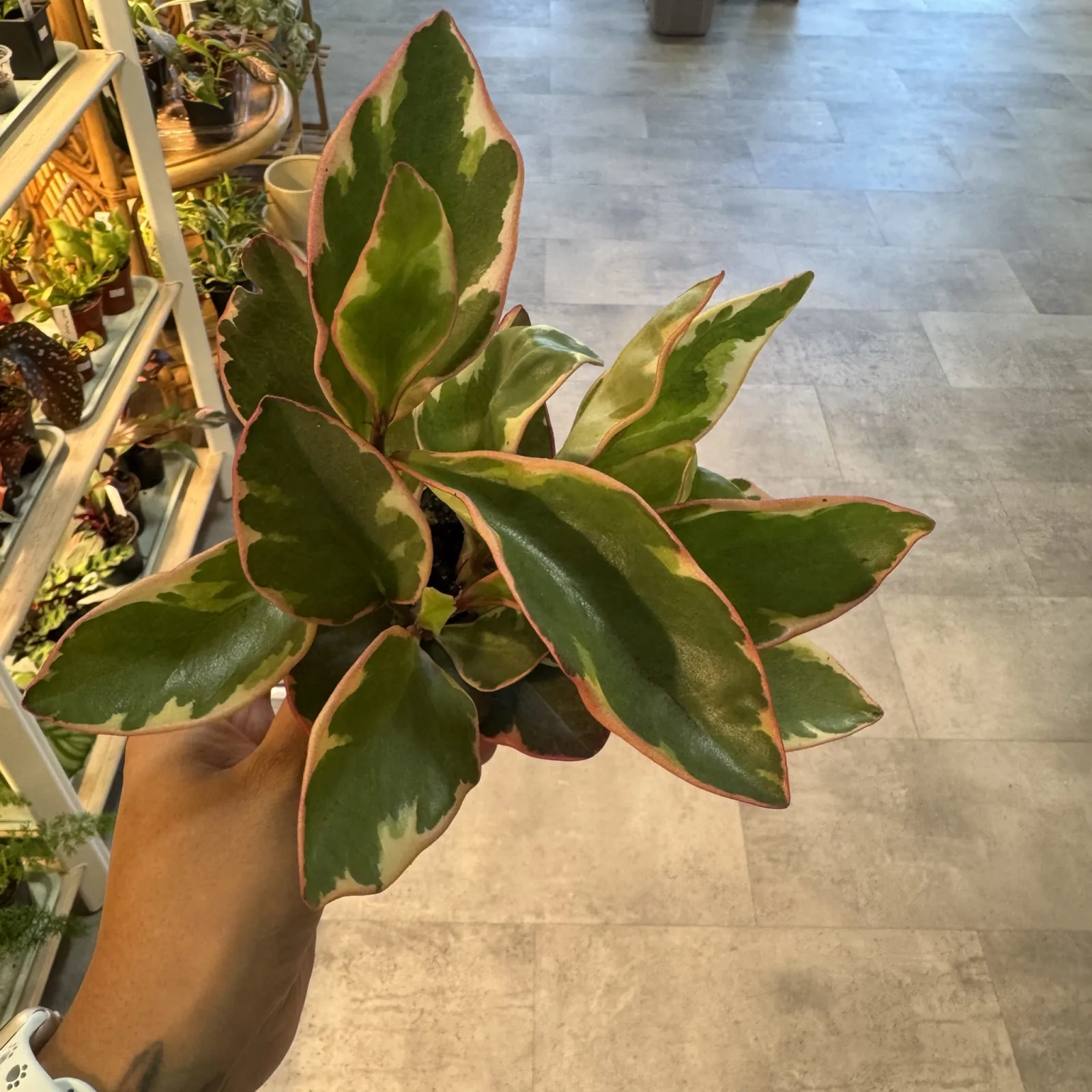 Peperomia Ginny houseplant with variegated green and cream leaves in terracotta pot