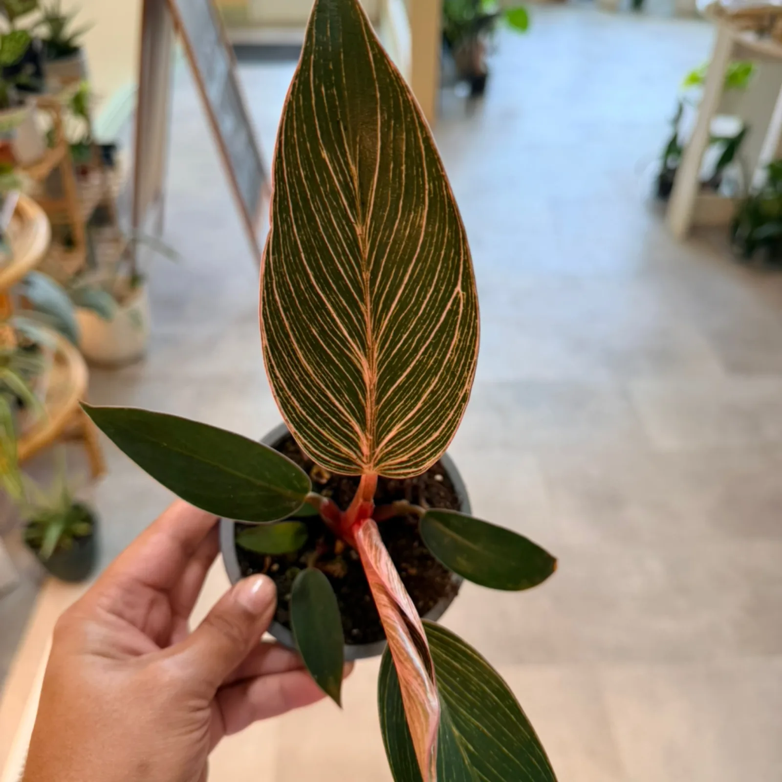 Philodendron 'Pink Birkin' with striped leaves and pink stems held in hand indoors.