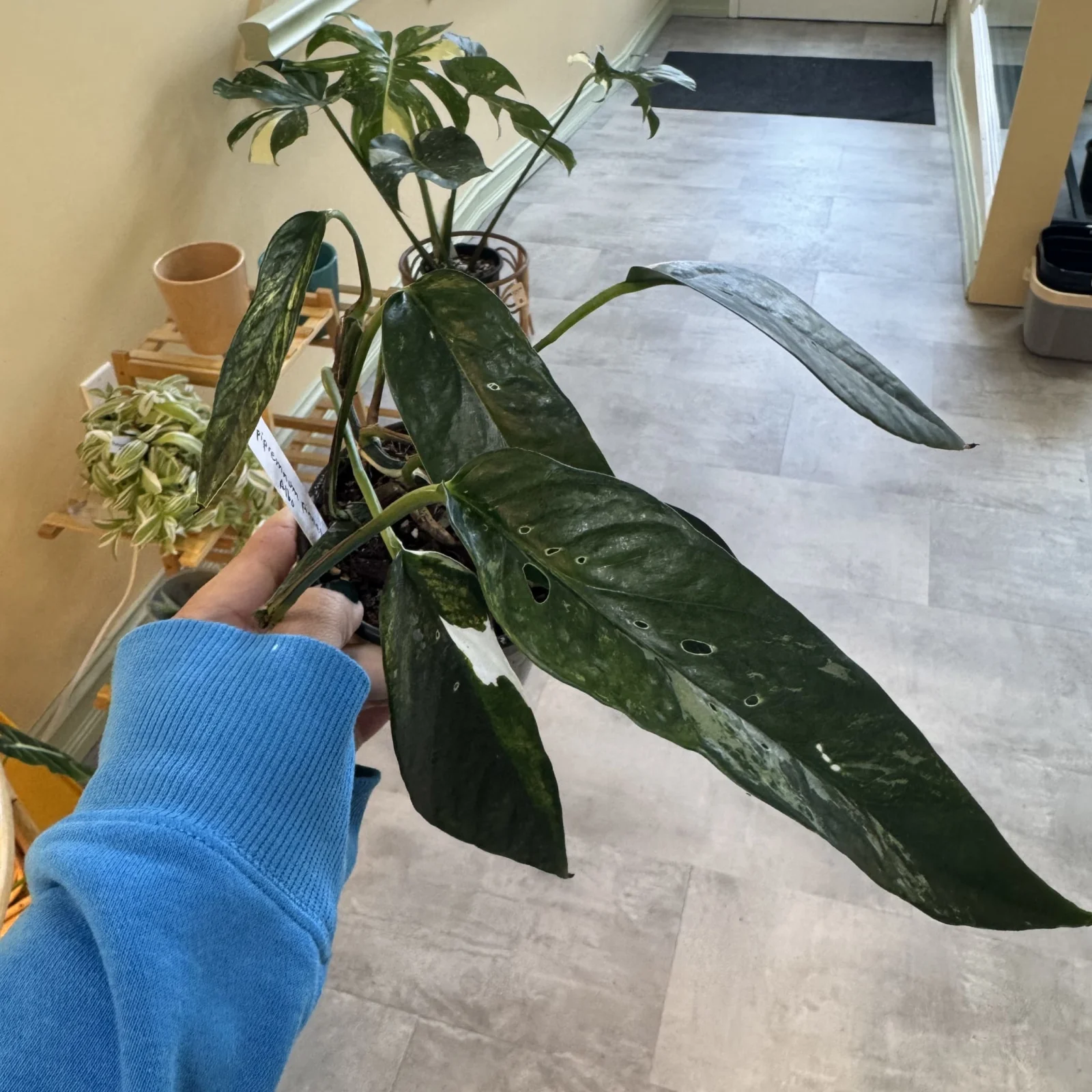 Epipremnum pinnatum Albo with variegated leaves in clear glass vase, held in hand.