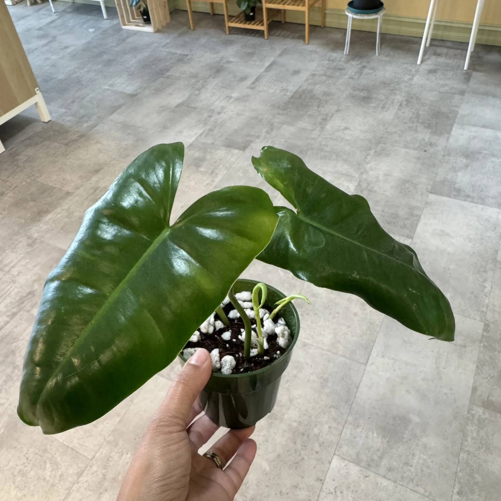Philodendron Burle Marx with glossy green leaves in black pot held in hand