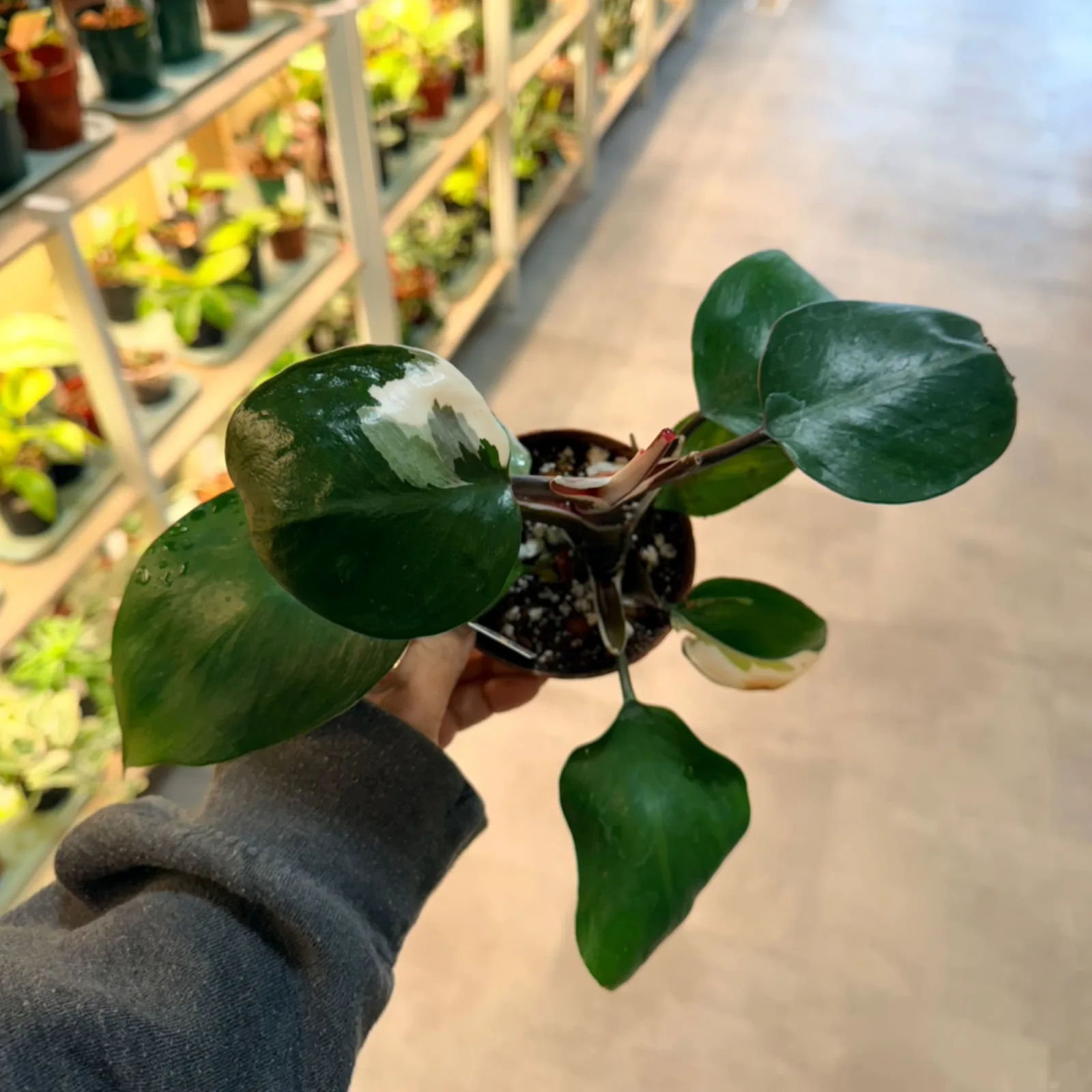 Philodendron White Knight houseplant with dark foliage in black nursery pot, held in hand.