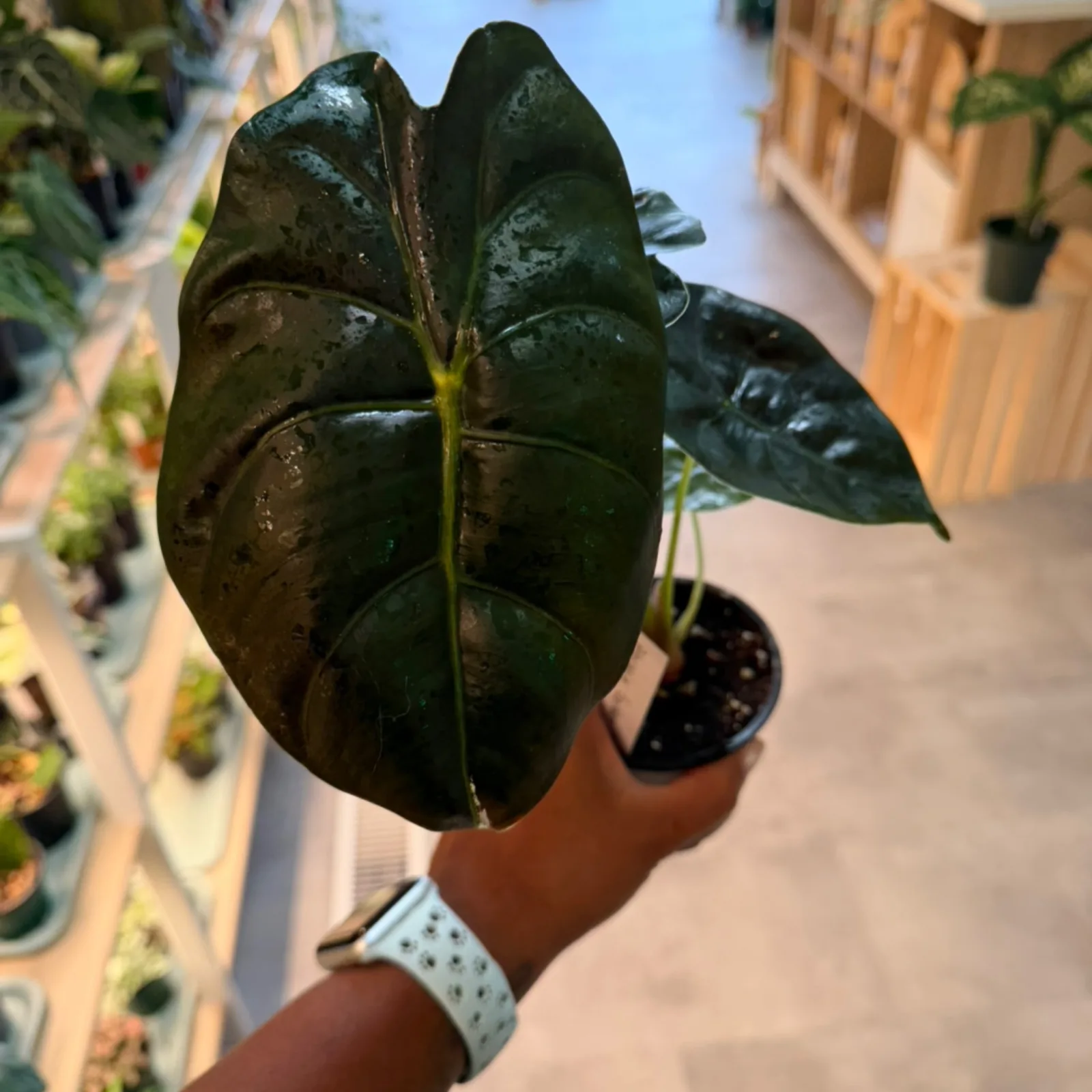Alocasia Golden Bone houseplant with dark green leaves held in hand indoors.
