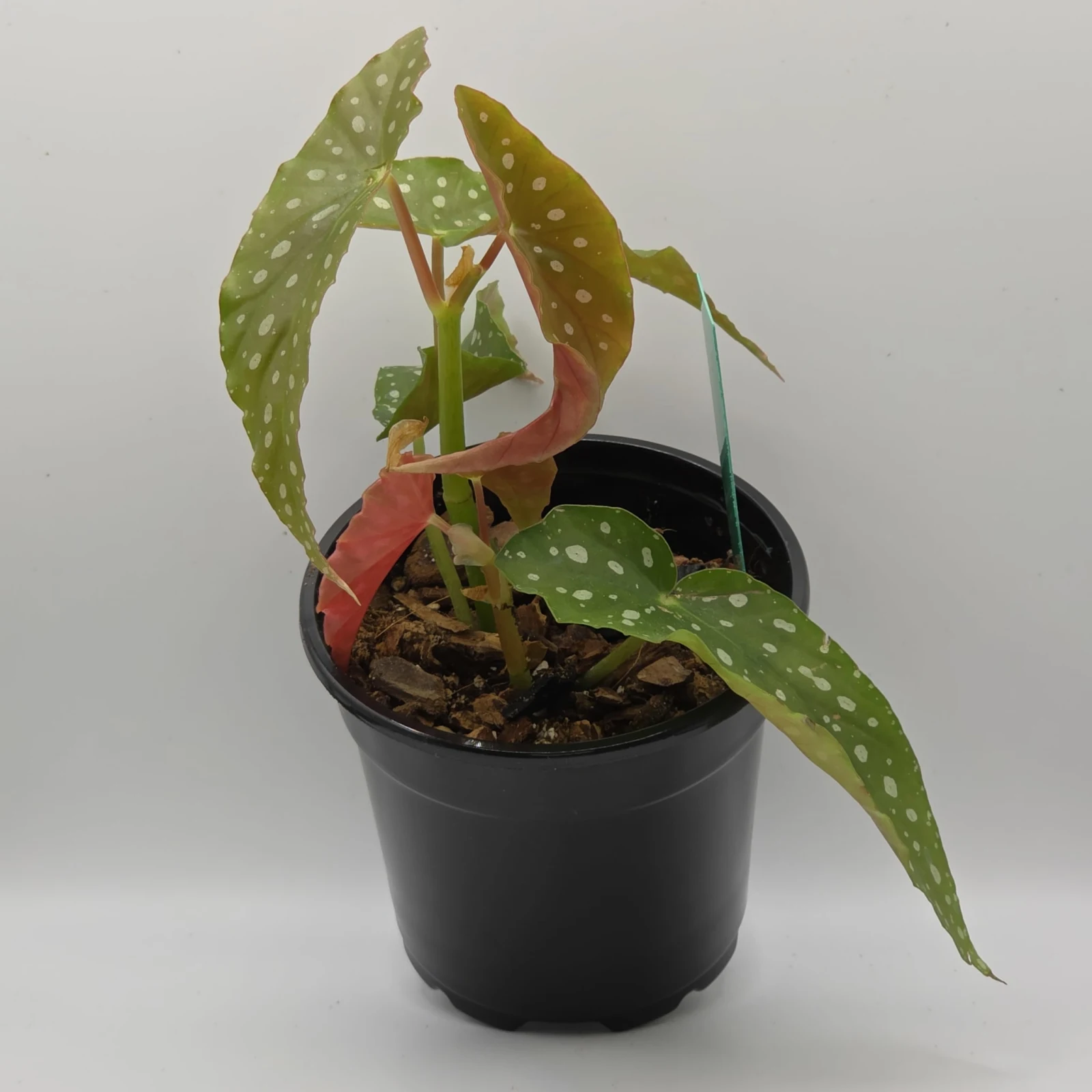 Begonia Maculata — image 2