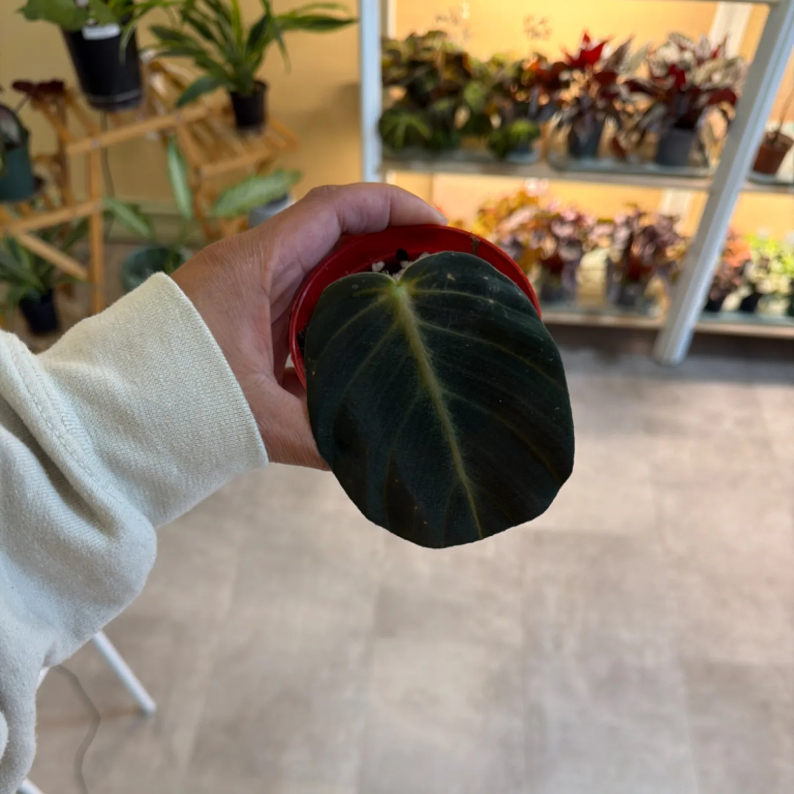 Philodendron Gigas with large dark green leaf in red ceramic pot, held in hand.