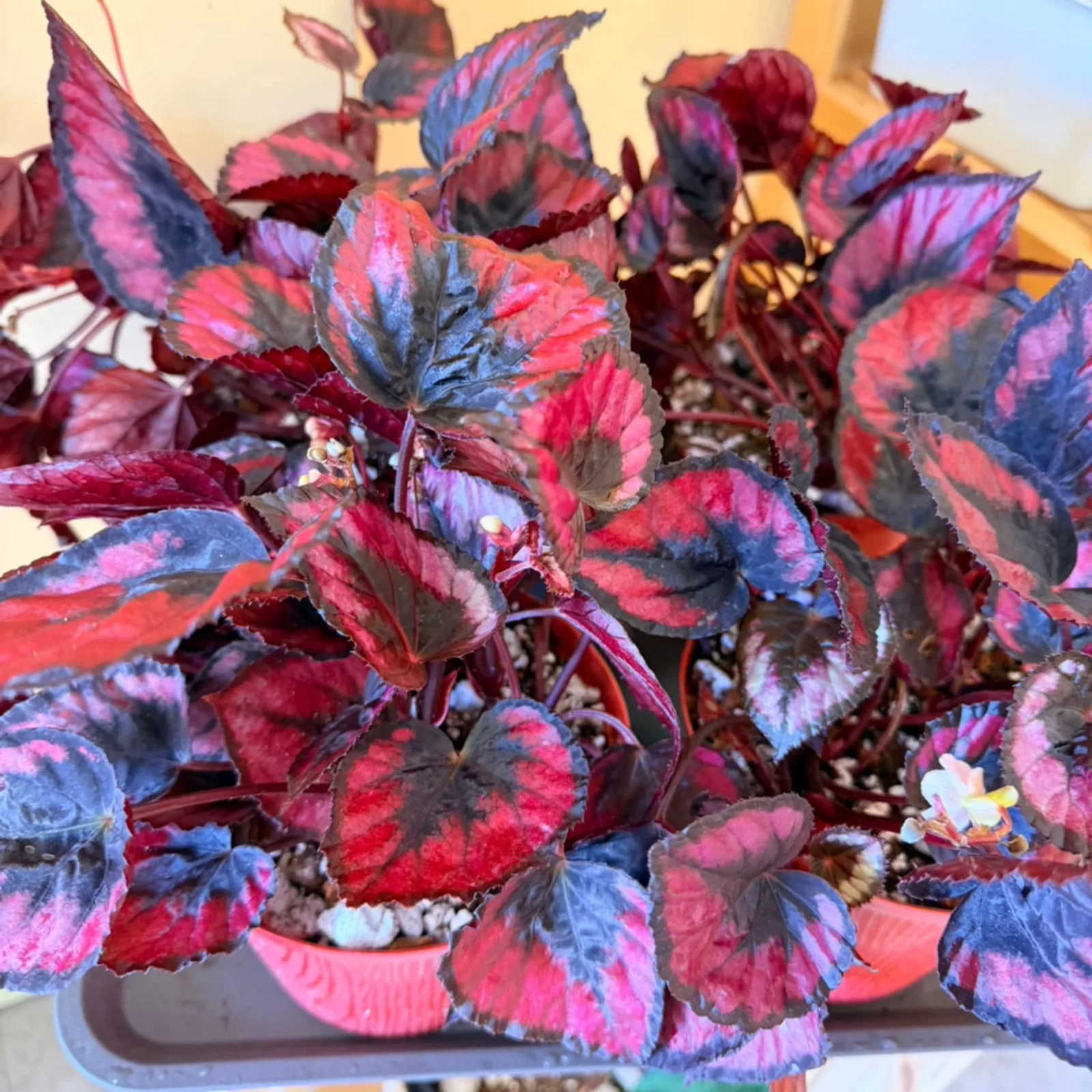 Begonia Red Kiss houseplant with vibrant red and blue variegated leaves in small pot.