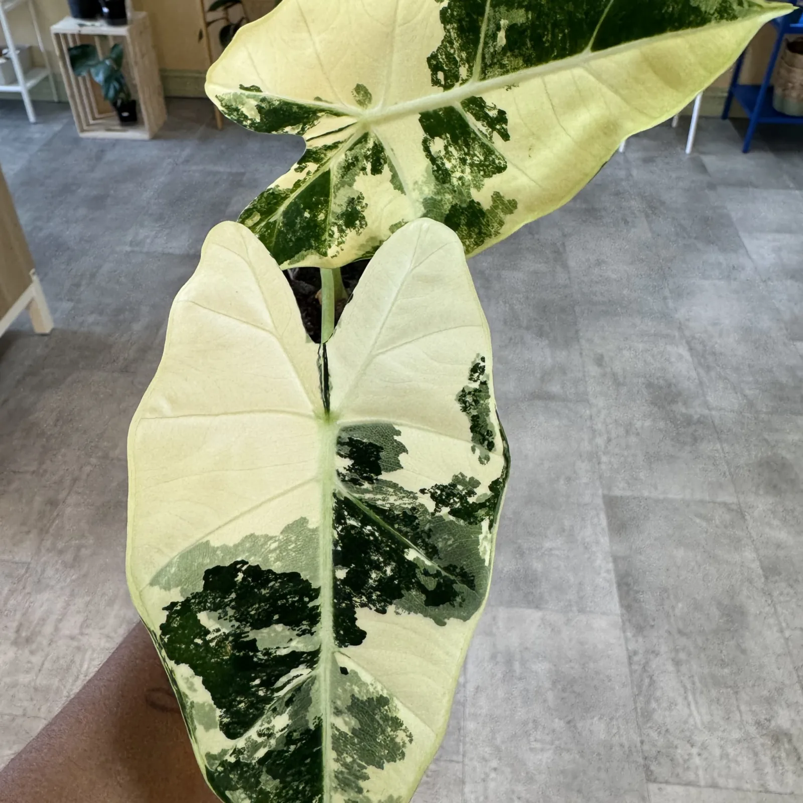 Alocasia Frydek Variegated houseplant with white and green variegated leaves in pot