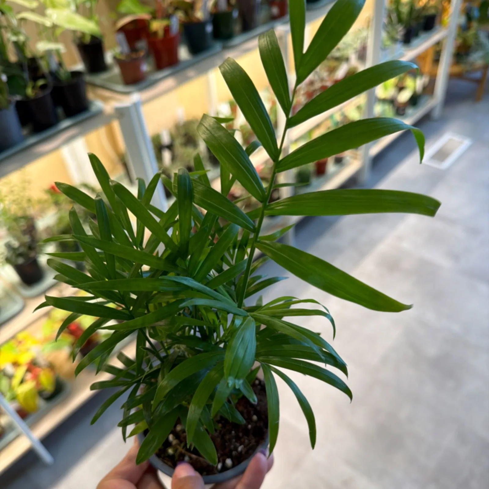 Bella Palm houseplant with green feathery fronds in small decorative pot, garden center background.