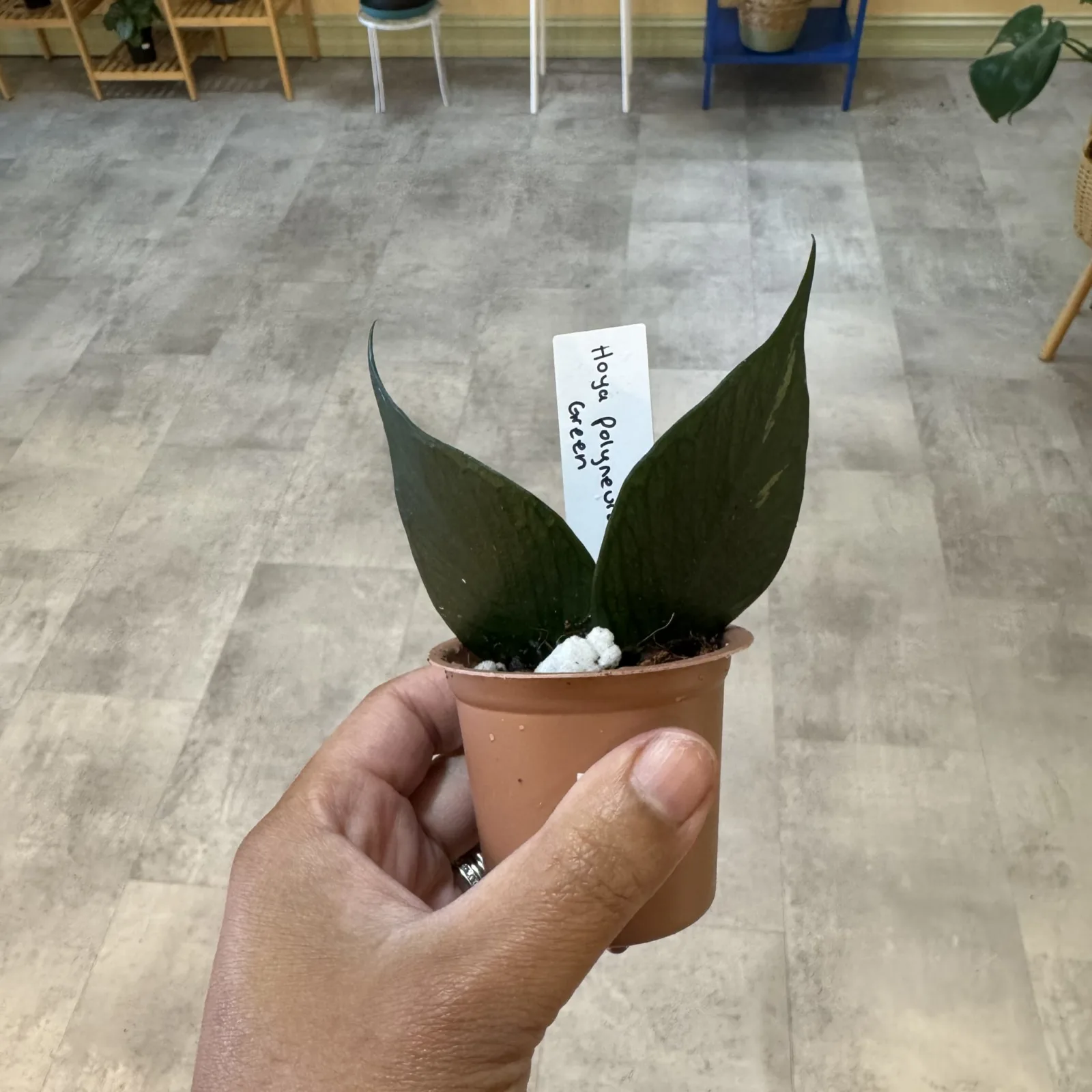 Hoya polyneura small potted plant with dark green leaves and white flower in terracotta pot.
