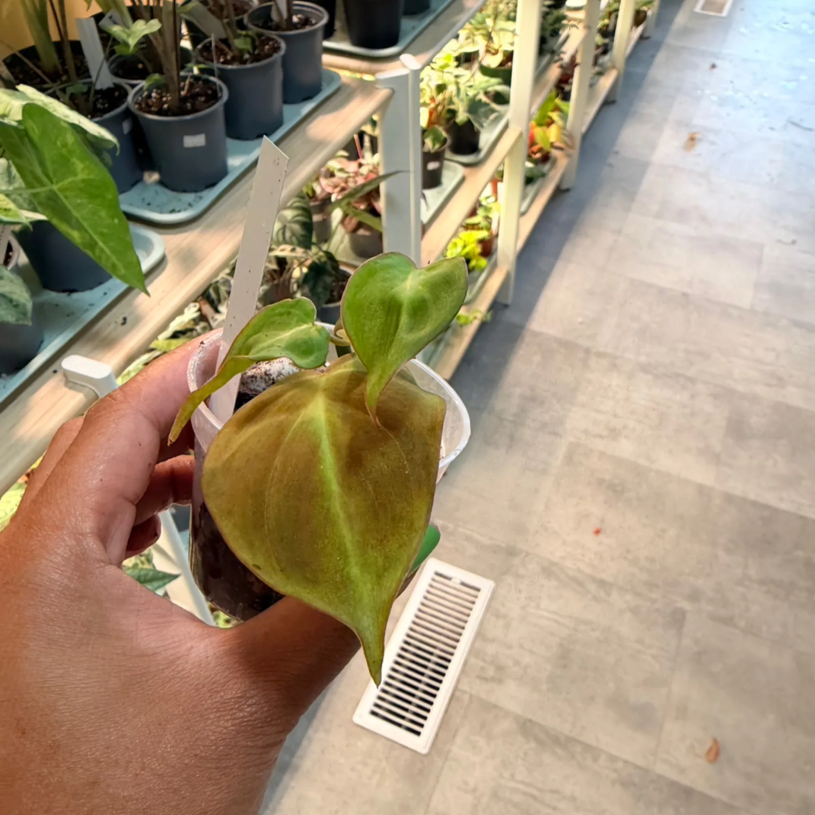 Philodendron Camposportoanum with heart-shaped green leaves in small white pot, held in hand.