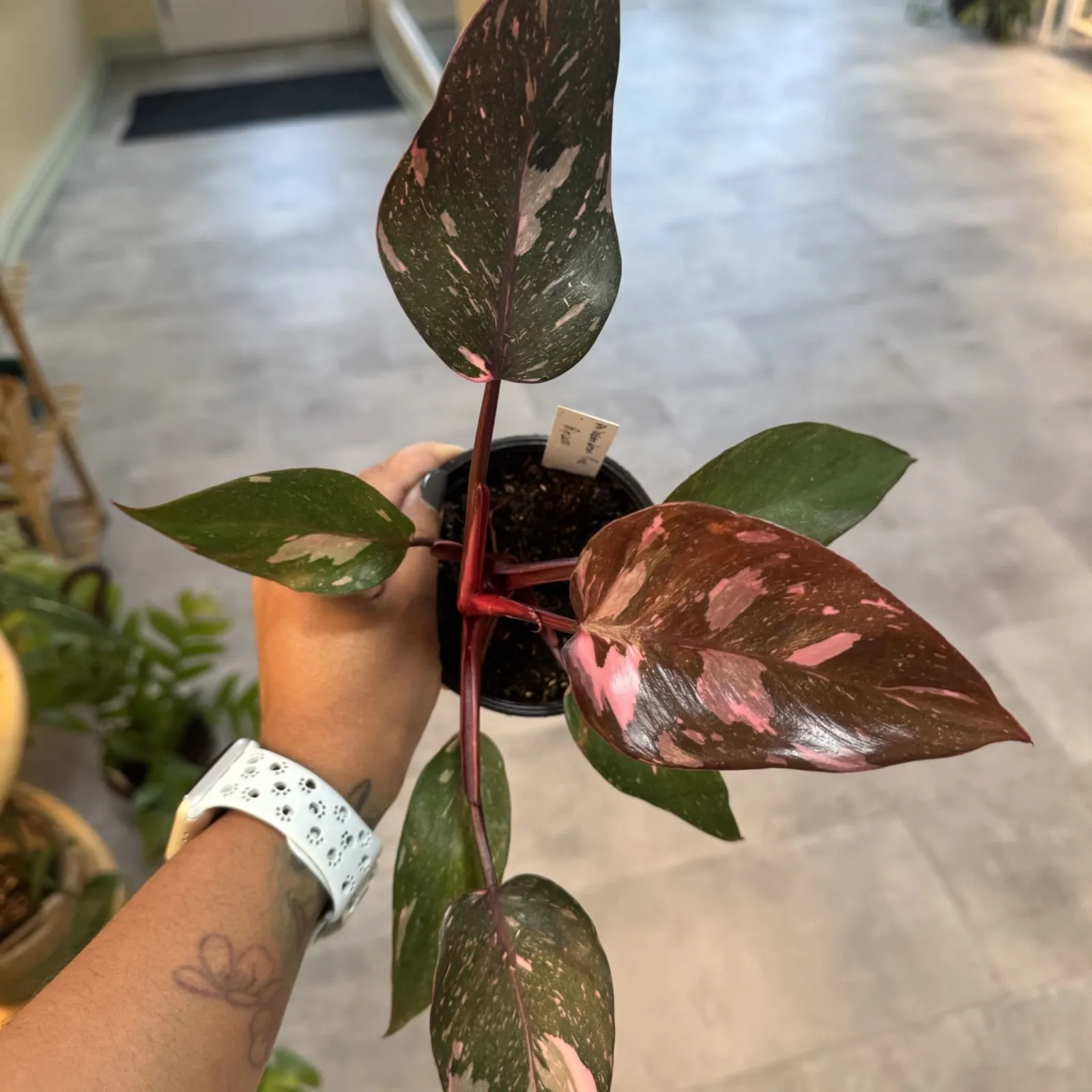 Philodendron Pink Princess — image 2