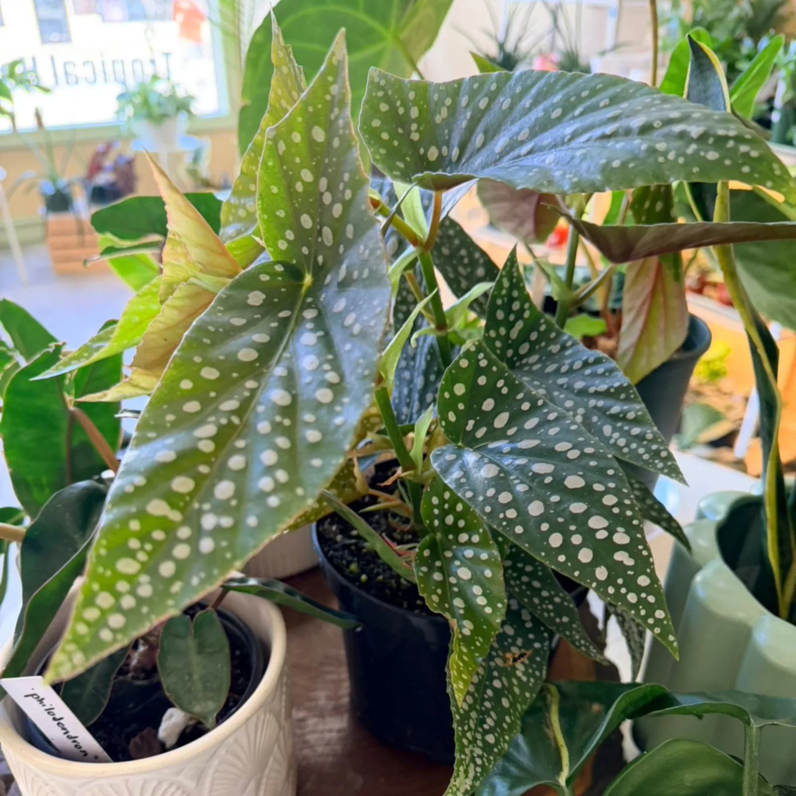 6" Begonia Maculata White with white spotted leaves in ceramic pot, indoor houseplant.