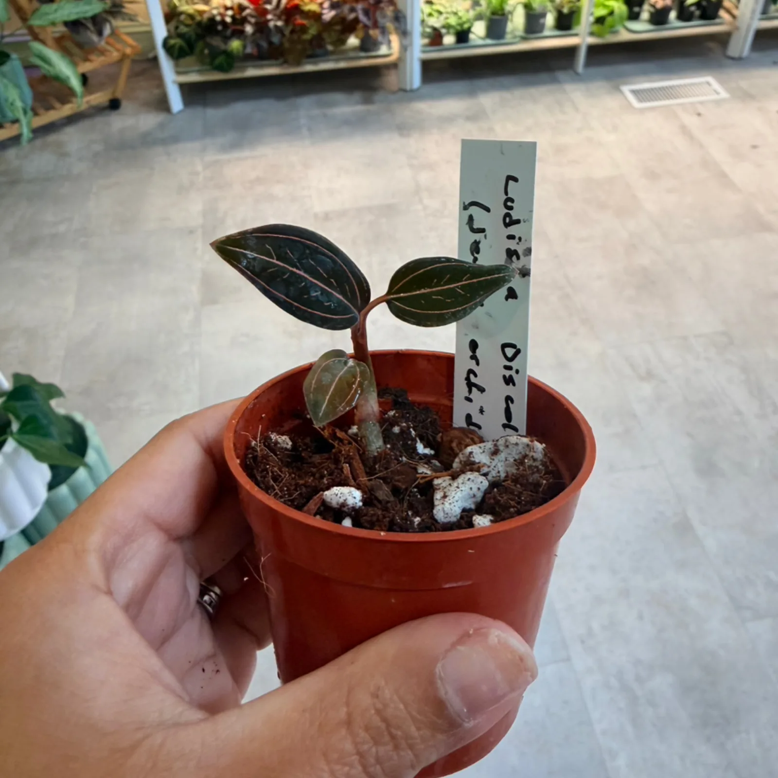 Ludisia discolor seedling with dark striped leaves in small red pot with care label.