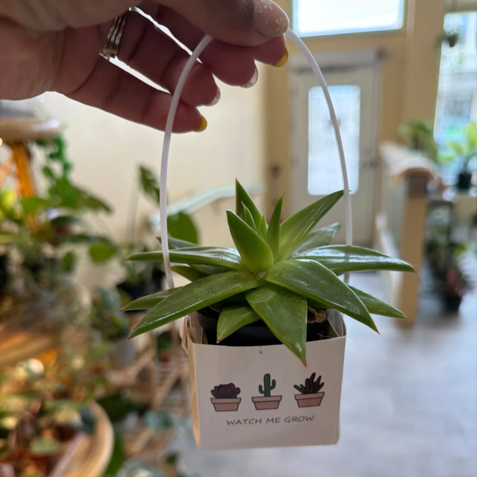 Succulent plant in small white pot with "Watch Me Grow" label, hanging display.