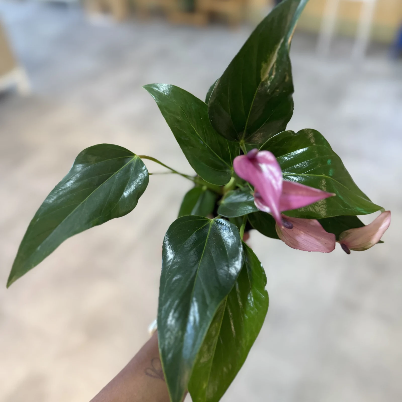 Anthurium Purple houseplant with pink flowering spathe and glossy green leaves held in hand