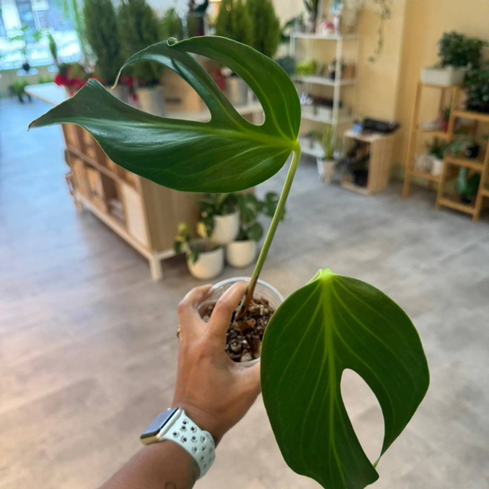 Monstera Burle Marx Flame 2.5" potted houseplant with distinctive split green leaves held in hand.