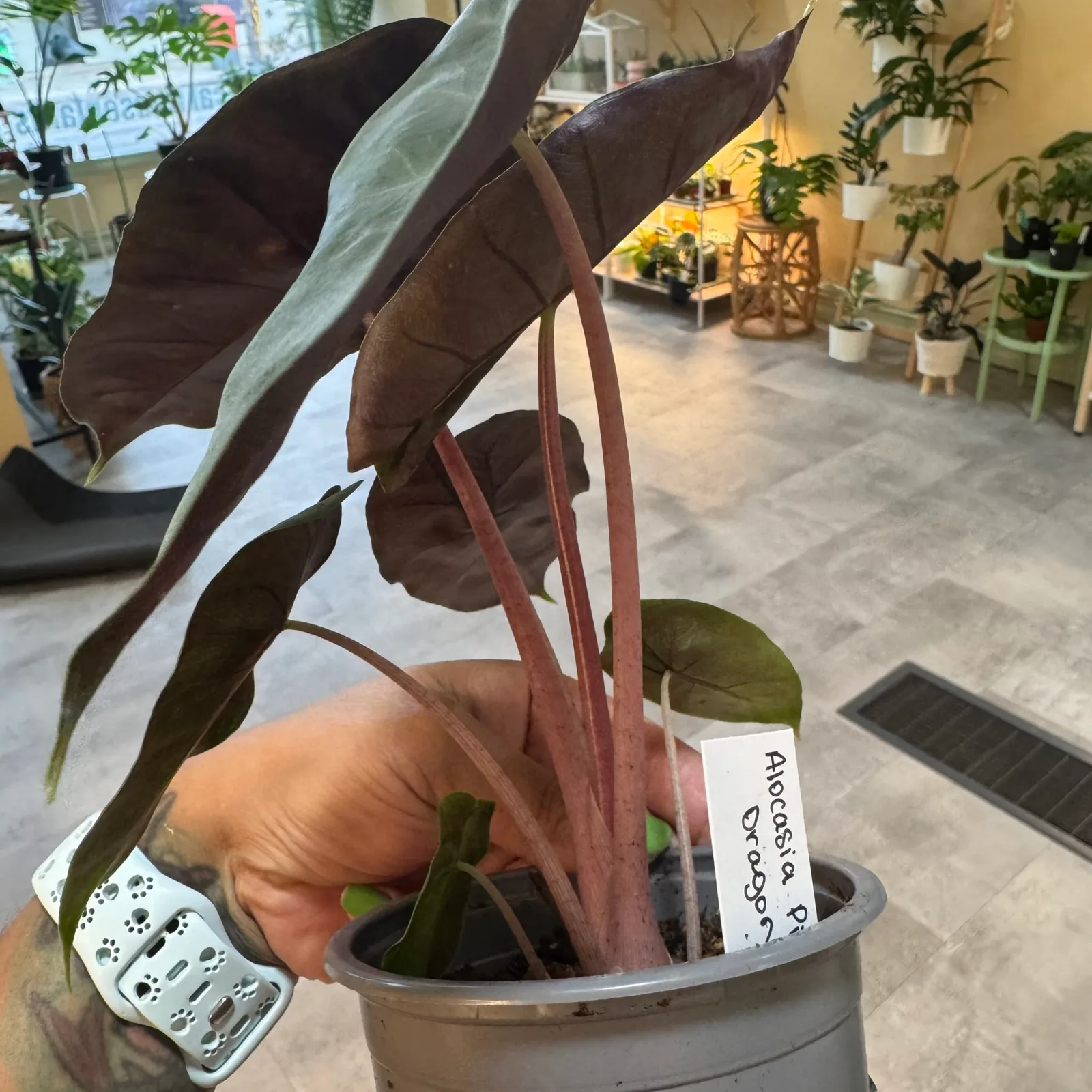 Alocasia Pink Dragon — image 2