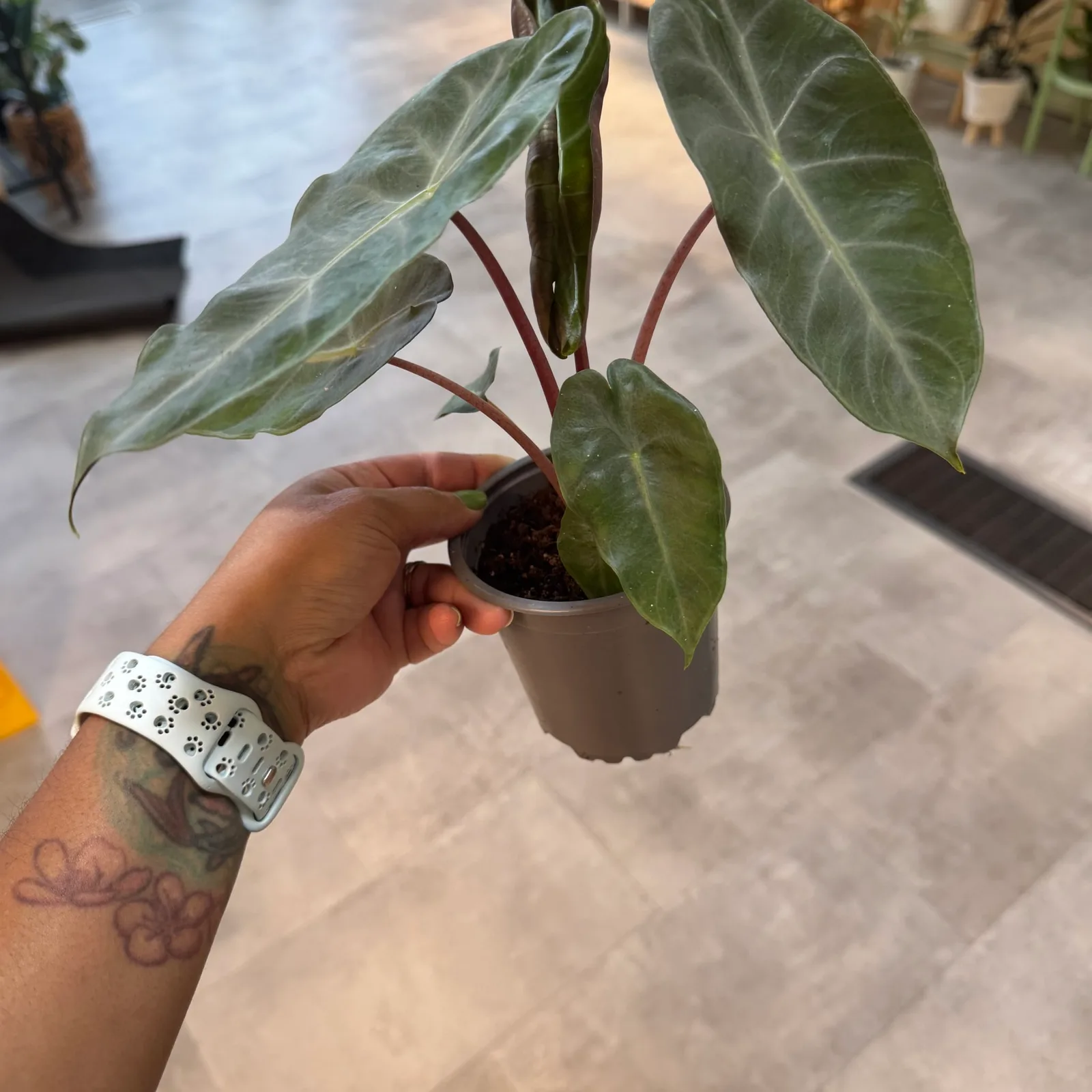 Alocasia Pink Dragon — image 3