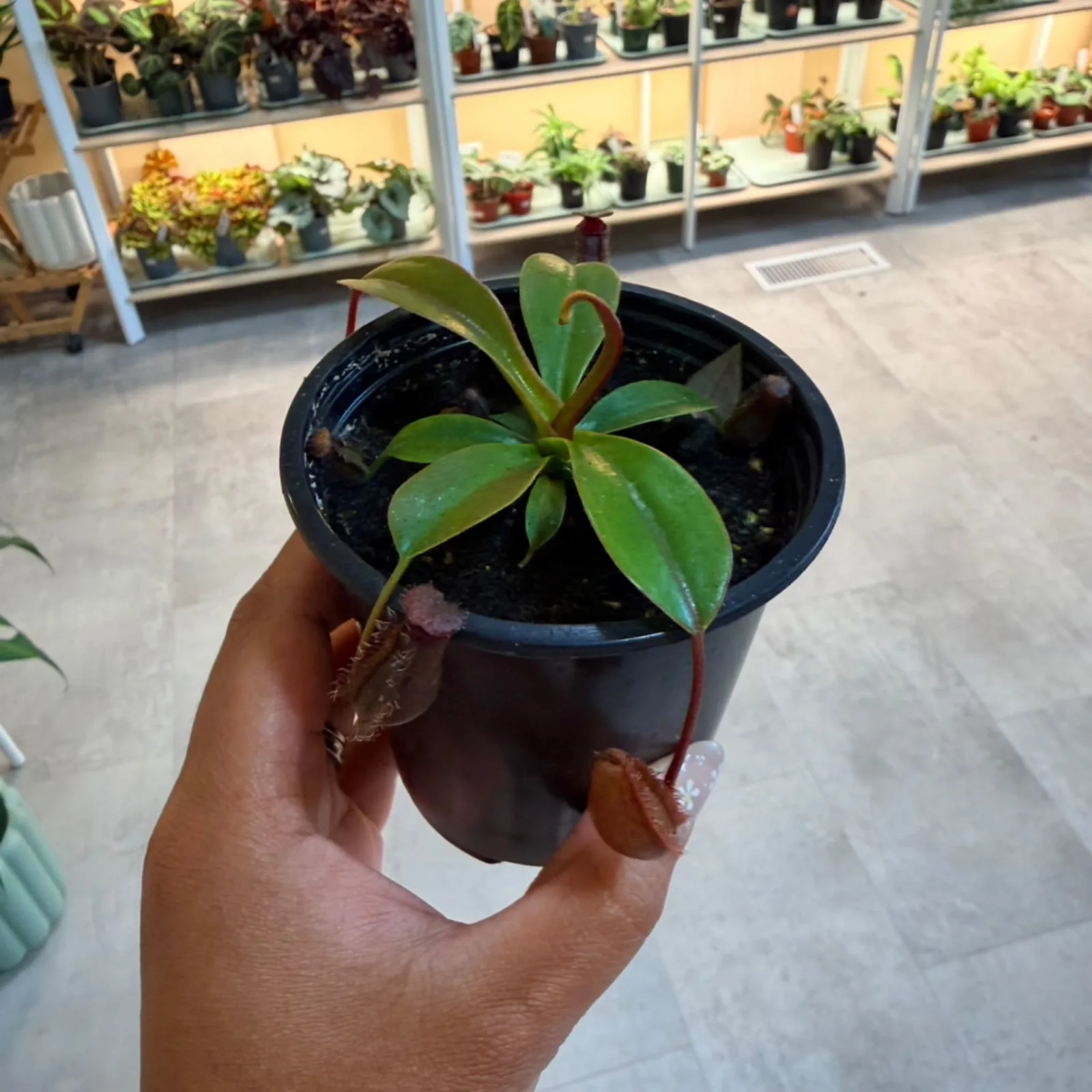 Nepenthes Pitcher Plant with green leaves and developing pitcher in small pot with label.