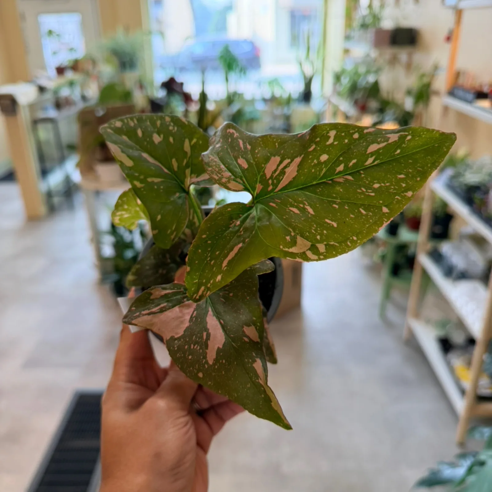 Syngonium 'Pink Splash' with variegated green and pink leaves held in hand at plant nursery.