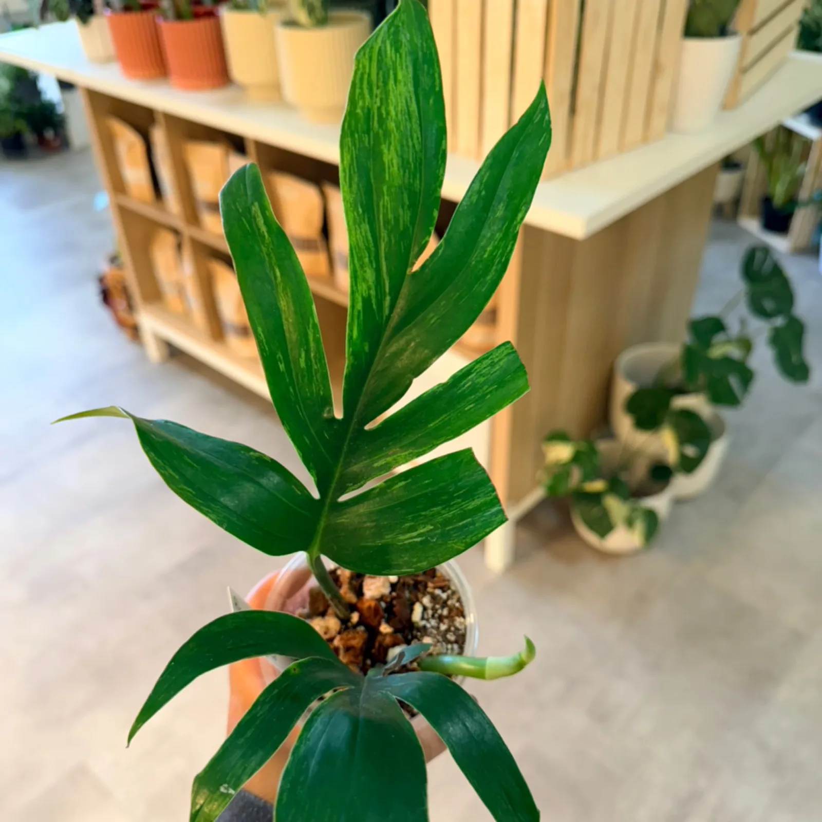 Rhaphidophora Decursiva Dragon Tail Variegated houseplant with green leaves in small pot.