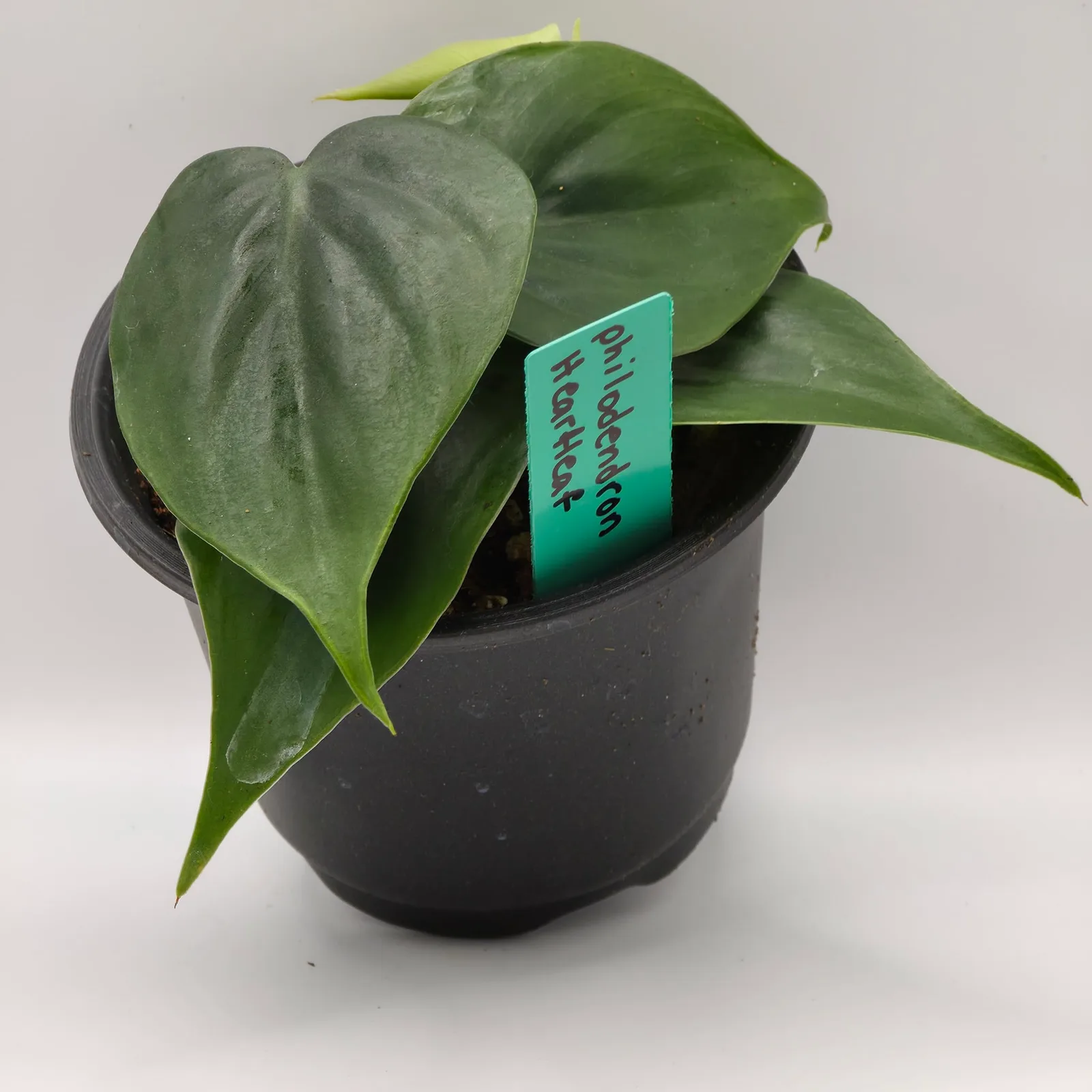 Philodendron Heartleaf — image 2