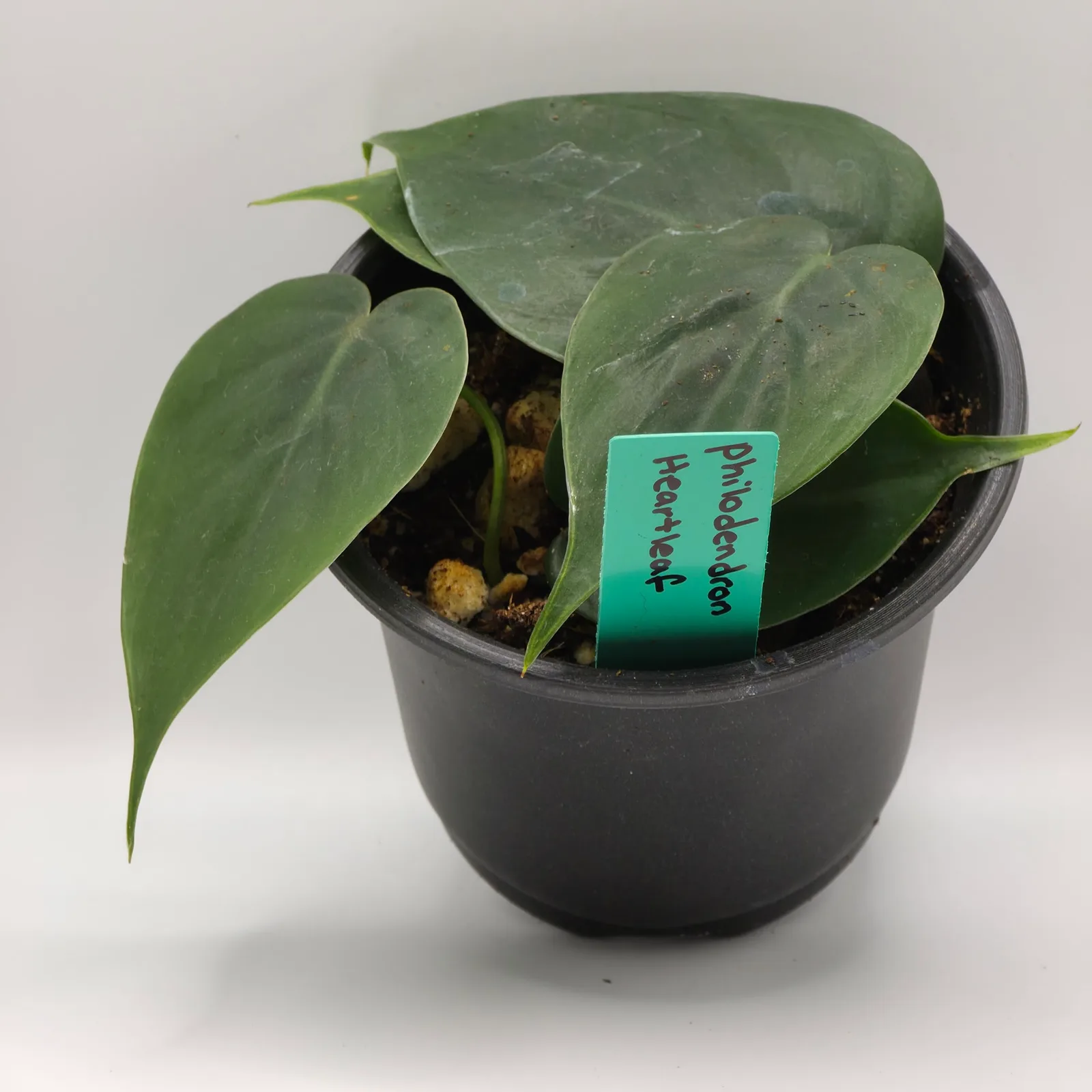 Philodendron Heartleaf — image 3