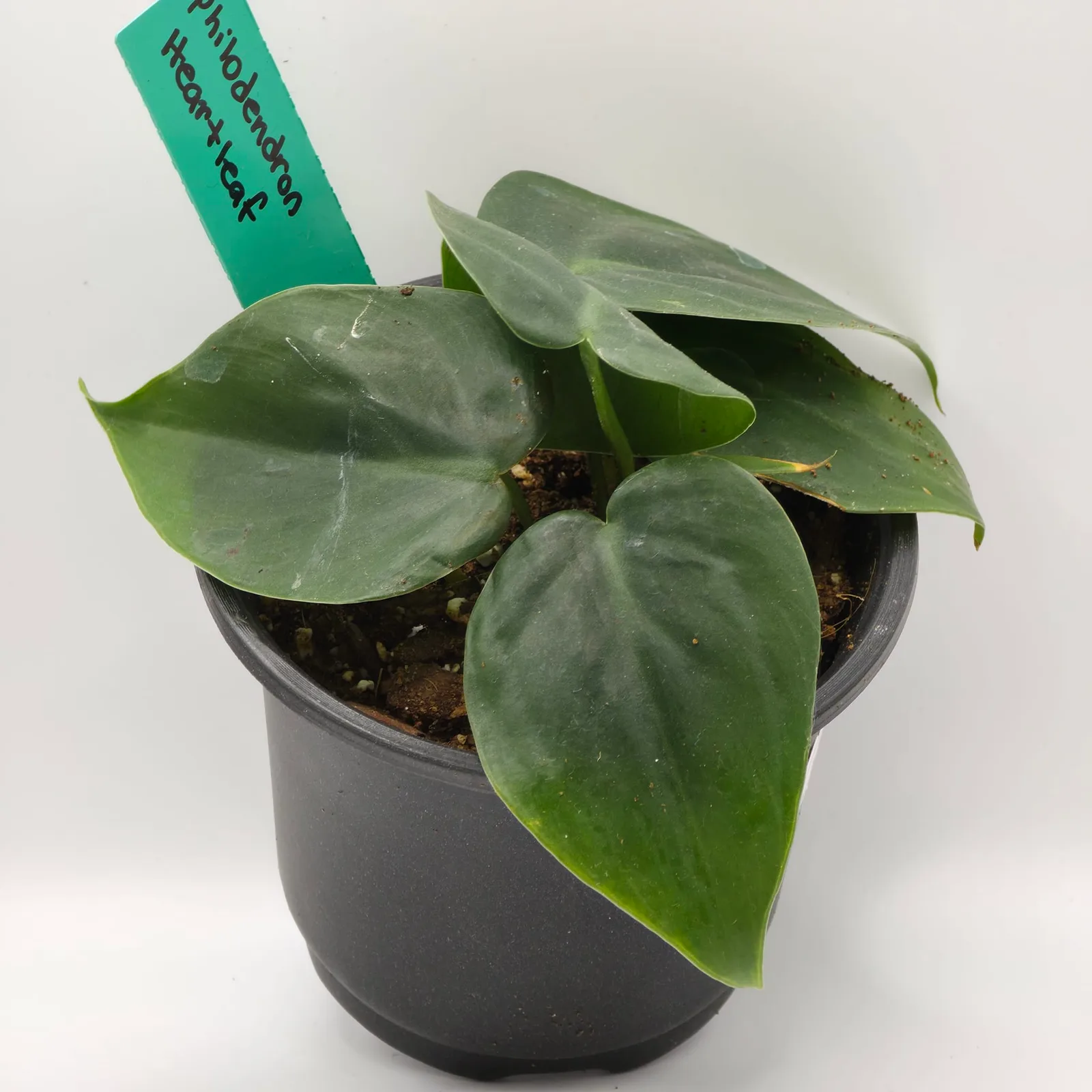 Philodendron Heartleaf — image 4