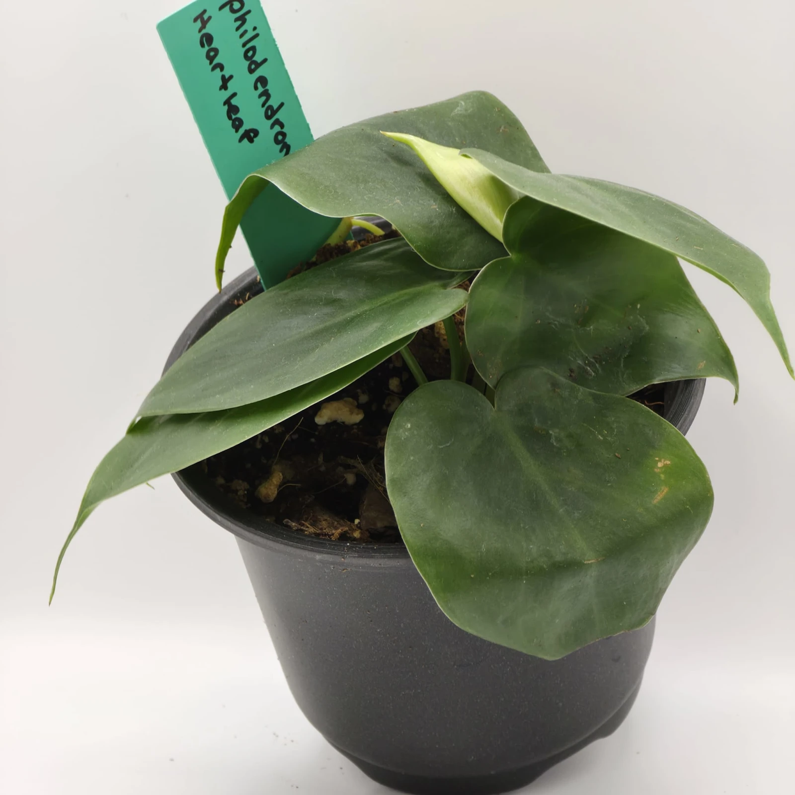 Philodendron
