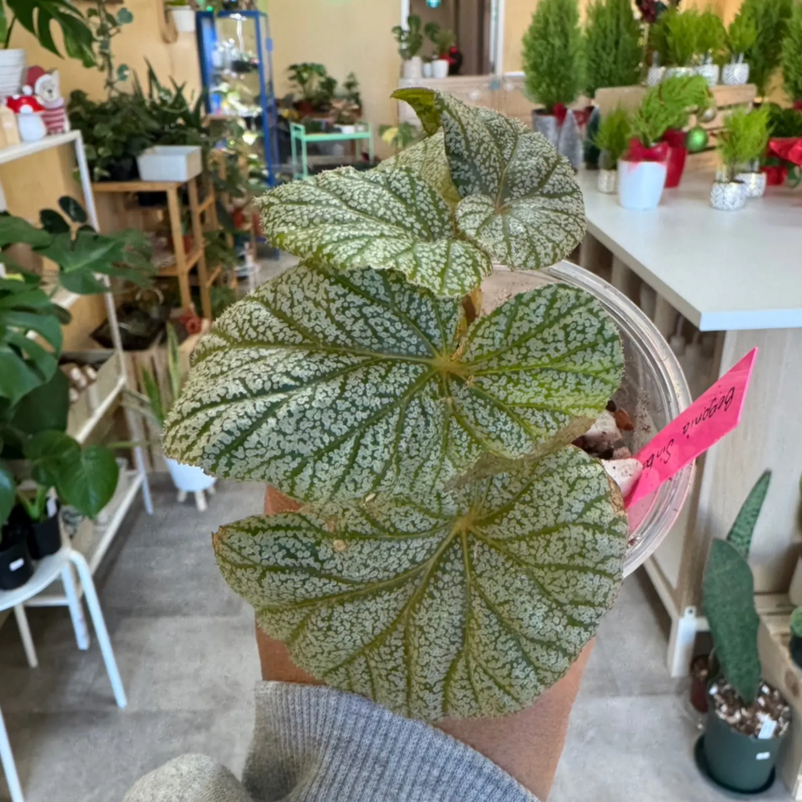 Begonia Sinbad with silver-spotted green leaves in terracotta pot, plant shop setting
