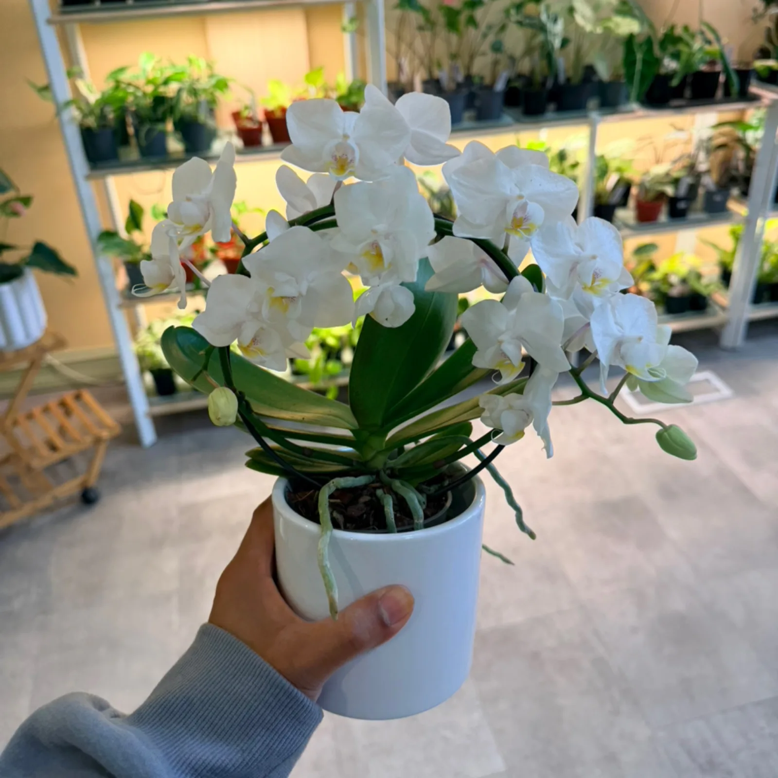 Orchid Infinity Circle with white flowers in ceramic pot, hand-held display.