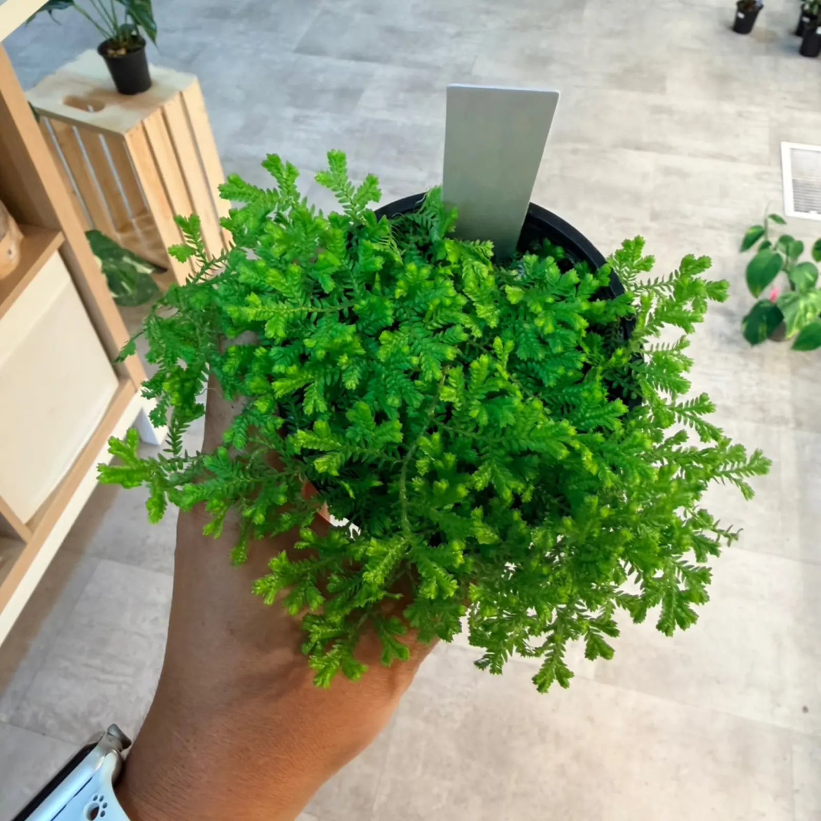 Golden Club Moss houseplant with vibrant green foliage in black pot, held in hand.
