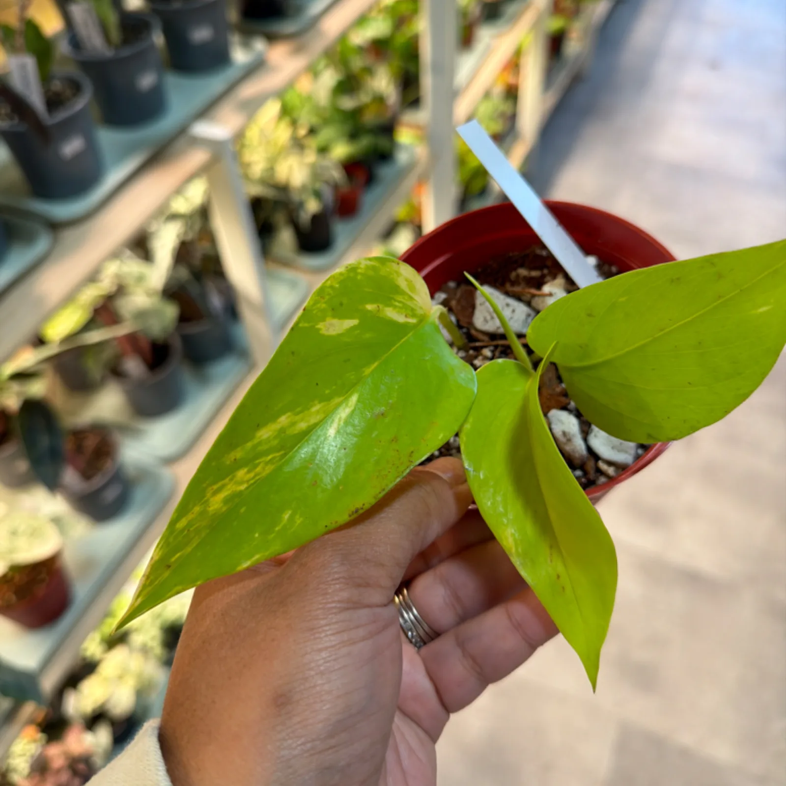 Pothos Teruno Kaguya Lemon with vibrant green leaves in red ceramic pot, held in hand.