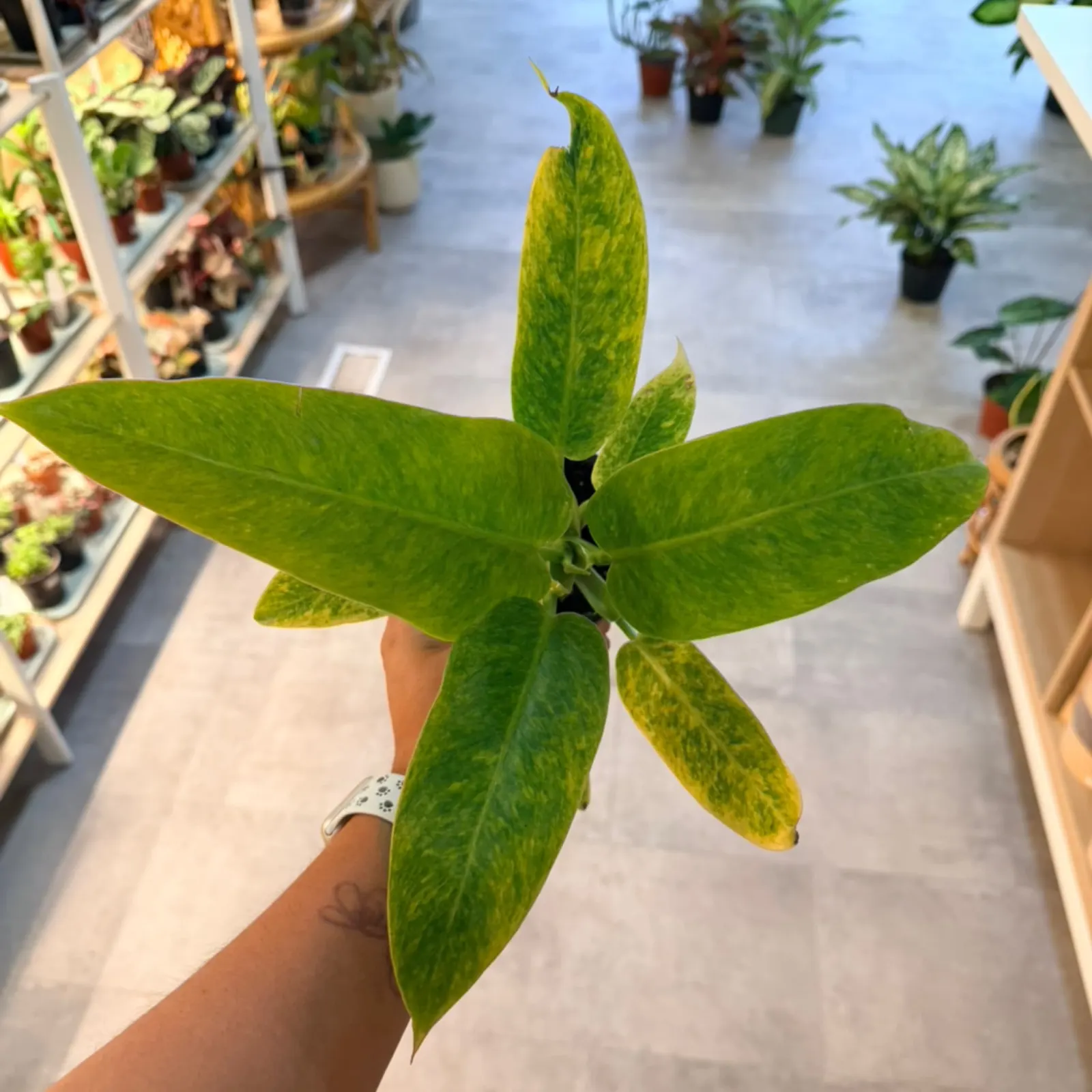 Philodendron Calkins Gold with variegated green and yellow leaves in terracotta pot