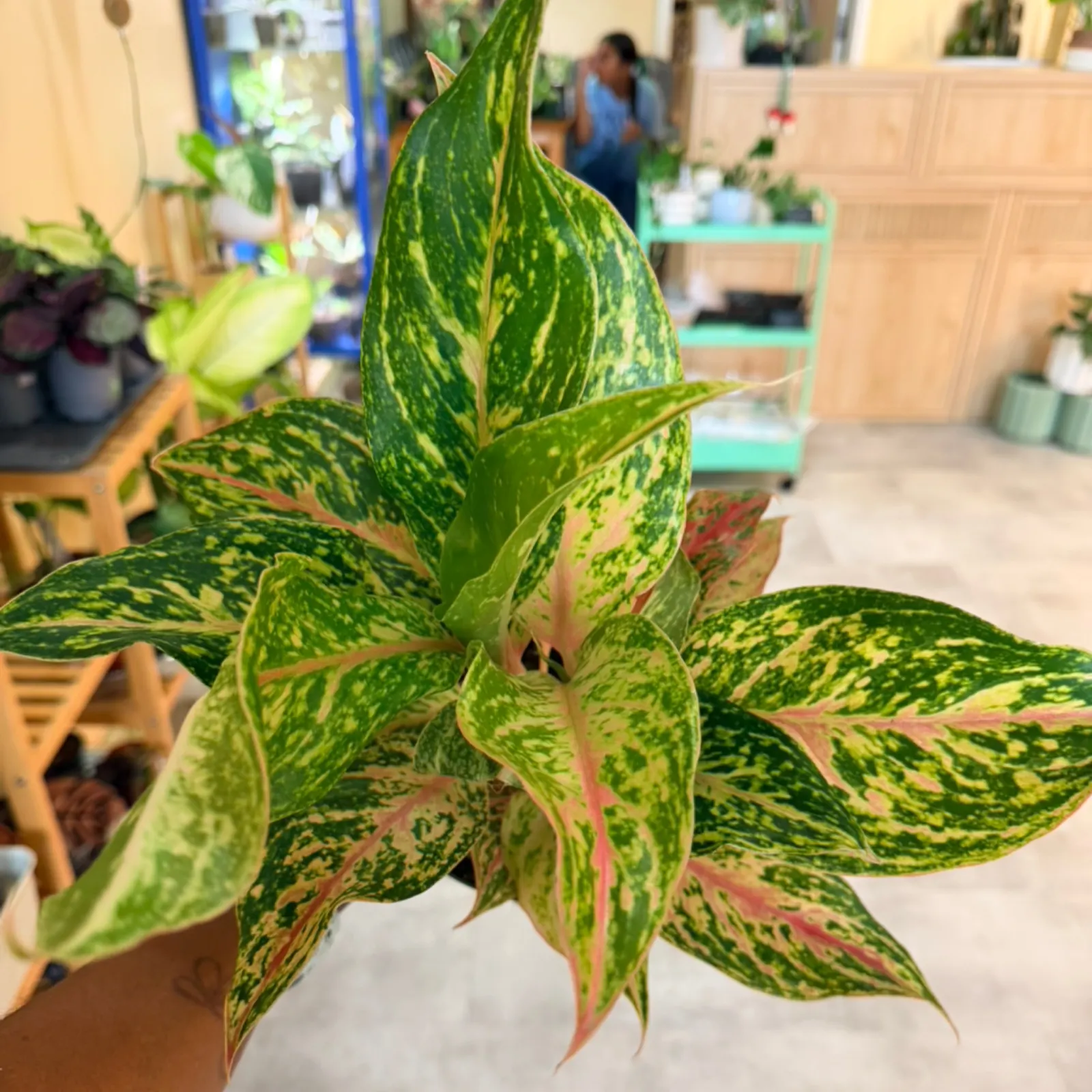 Aglaonema 'Sparkling Sarah' with variegated green and yellow leaves in terracotta pot.