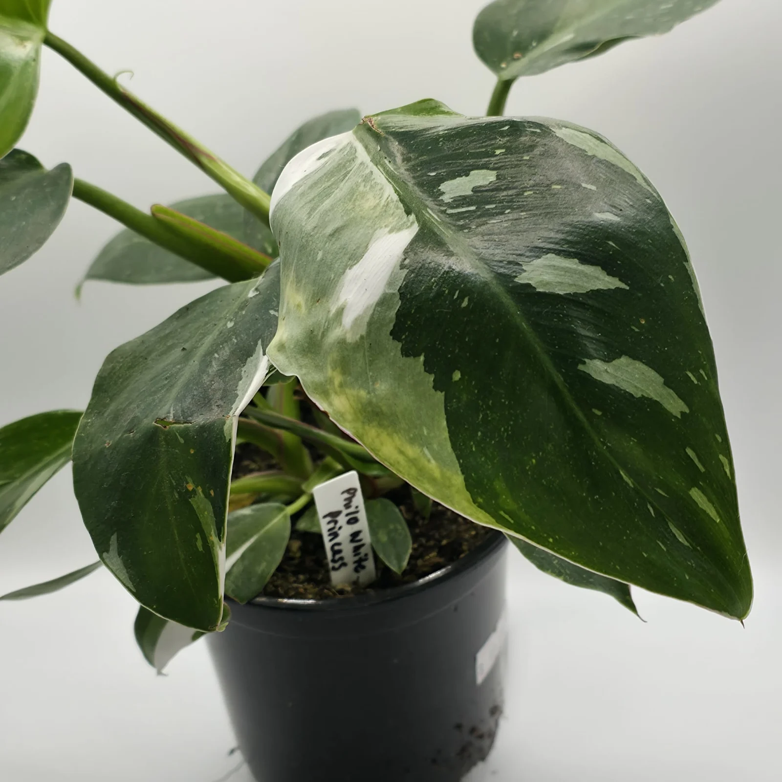Philodendron White Princess — image 2