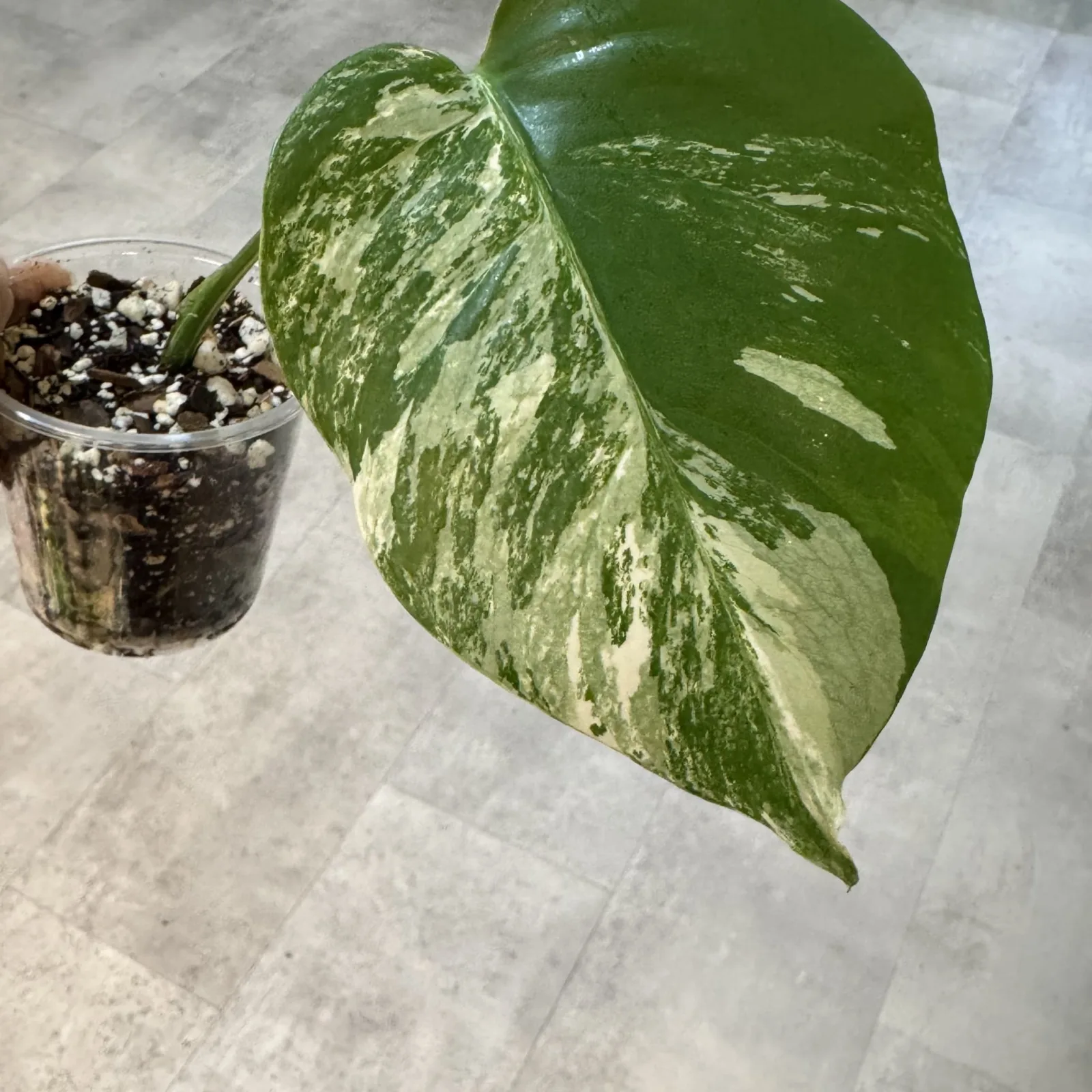 Monstera Albo medium variegation plant with white-striped green leaves in small pot.